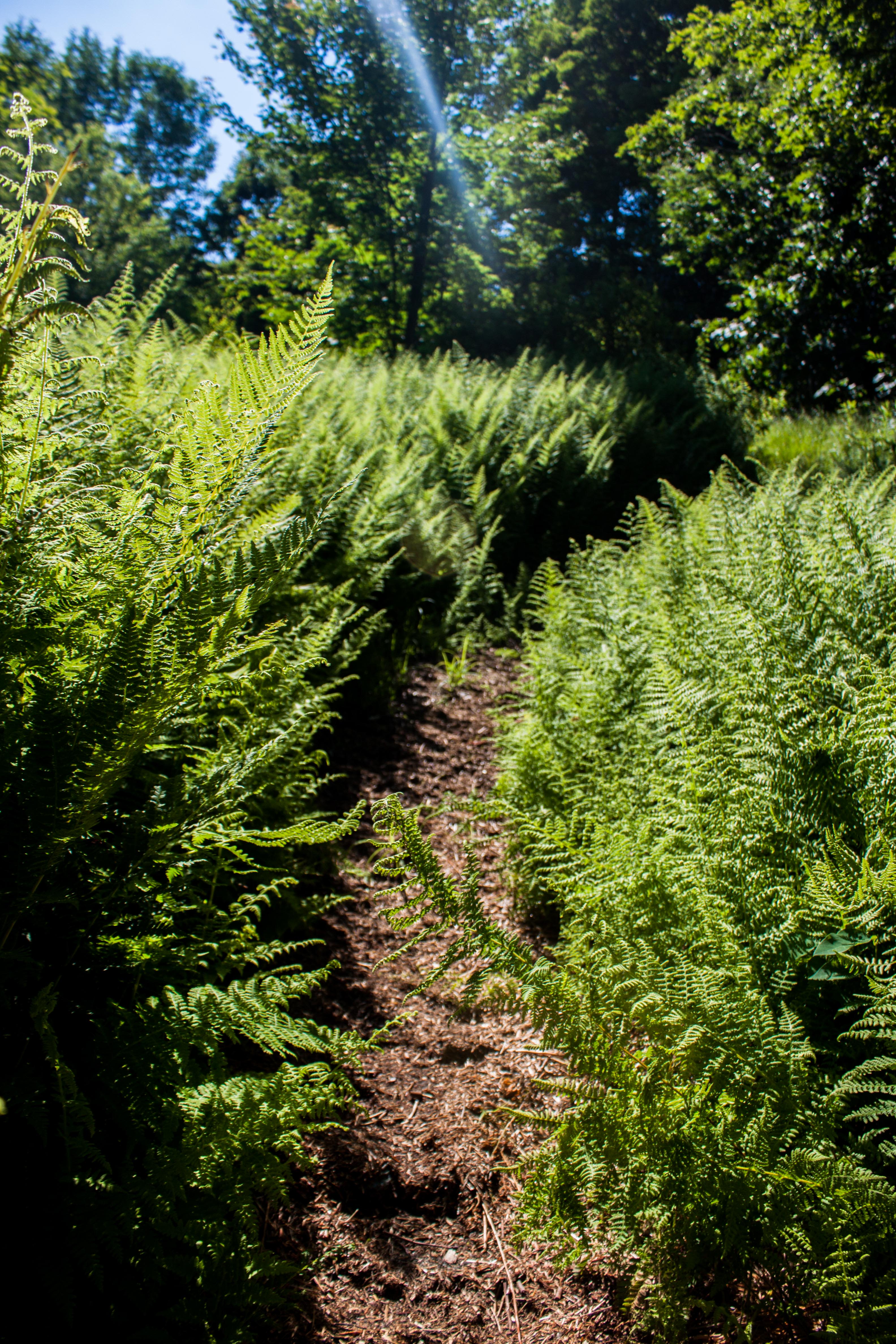 Magical hike through the ferns - Mt. Olga.