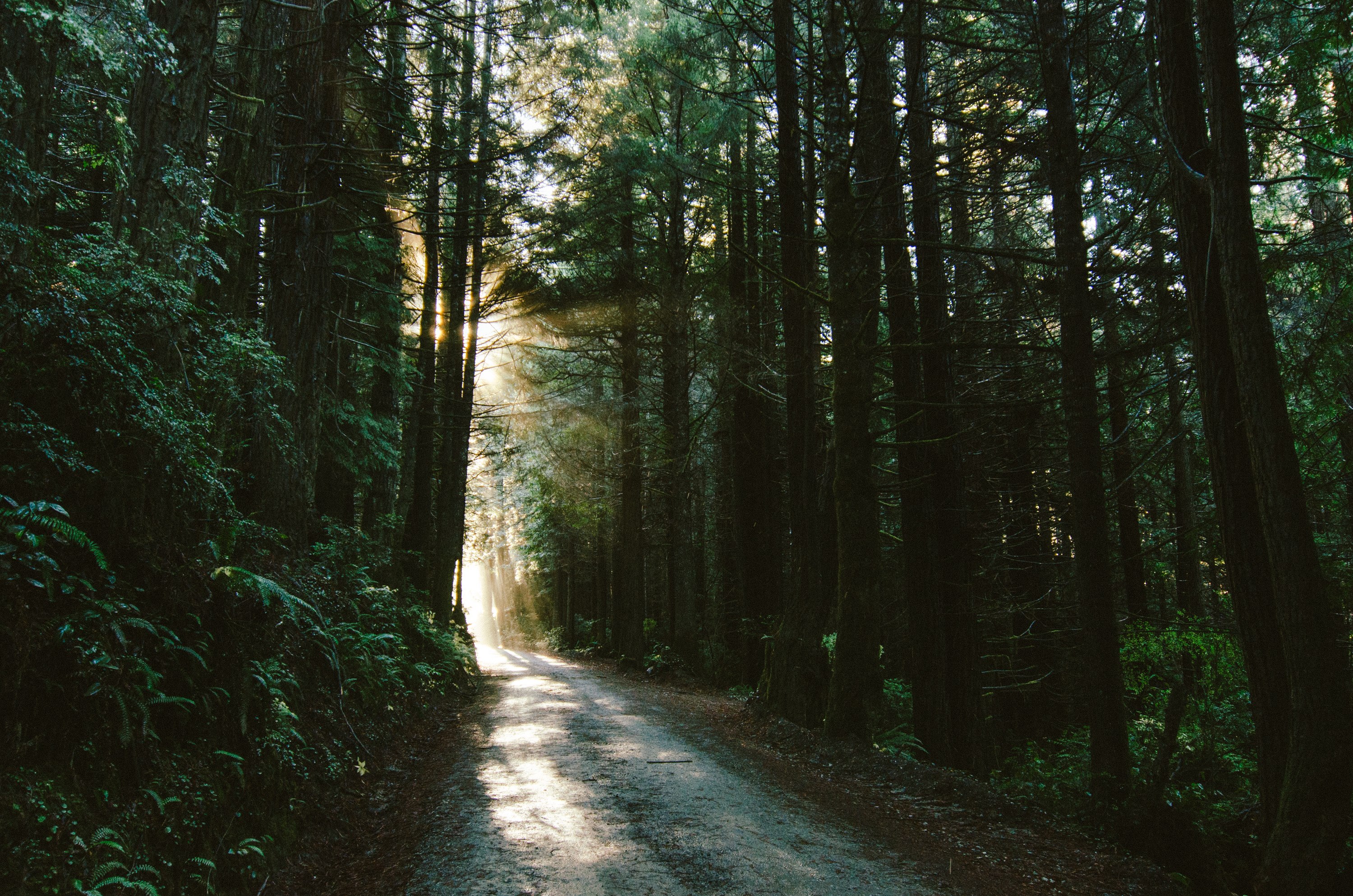Morning on Gold Bluff Beach HWY