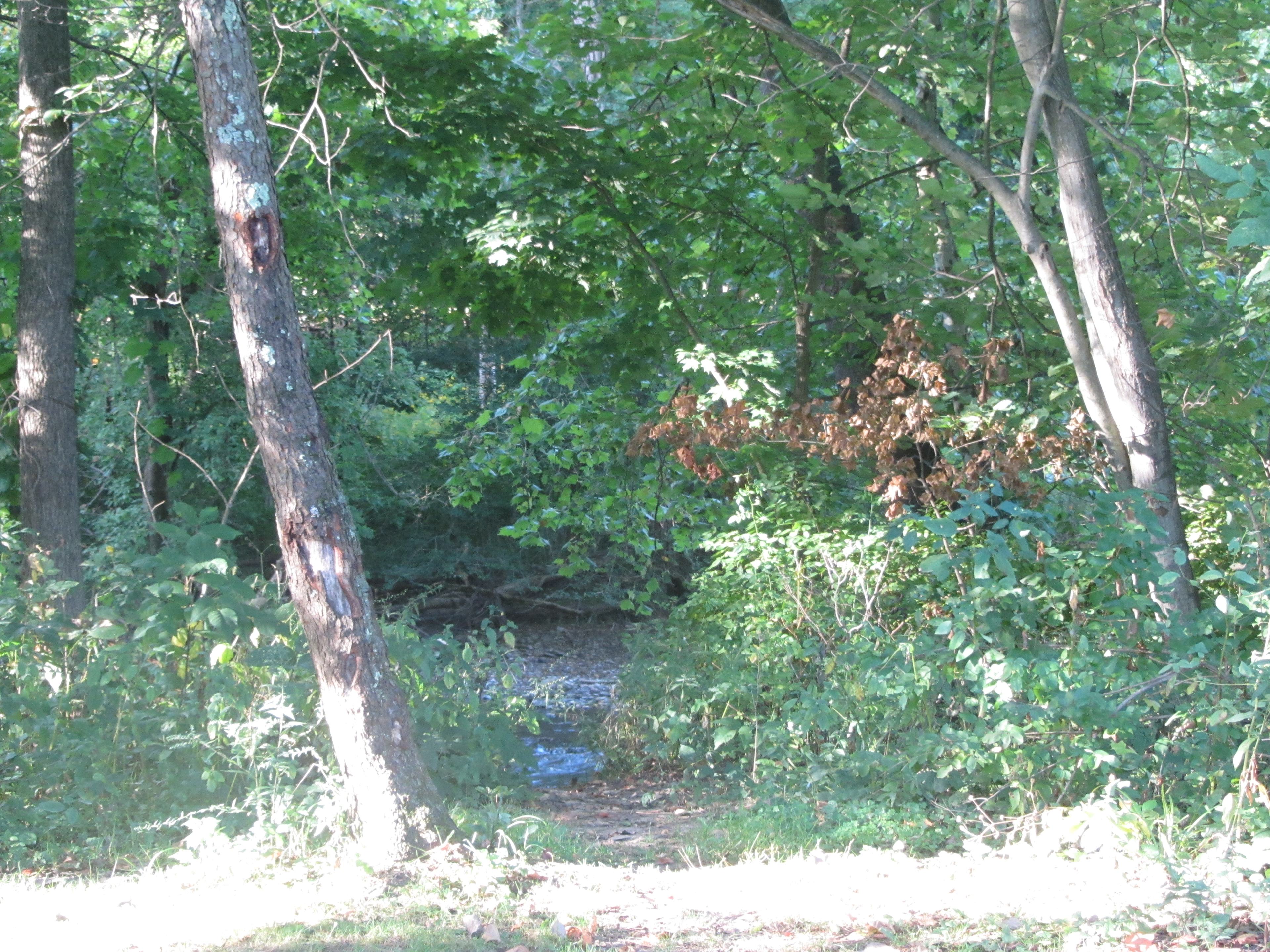 View of the creek from site 78