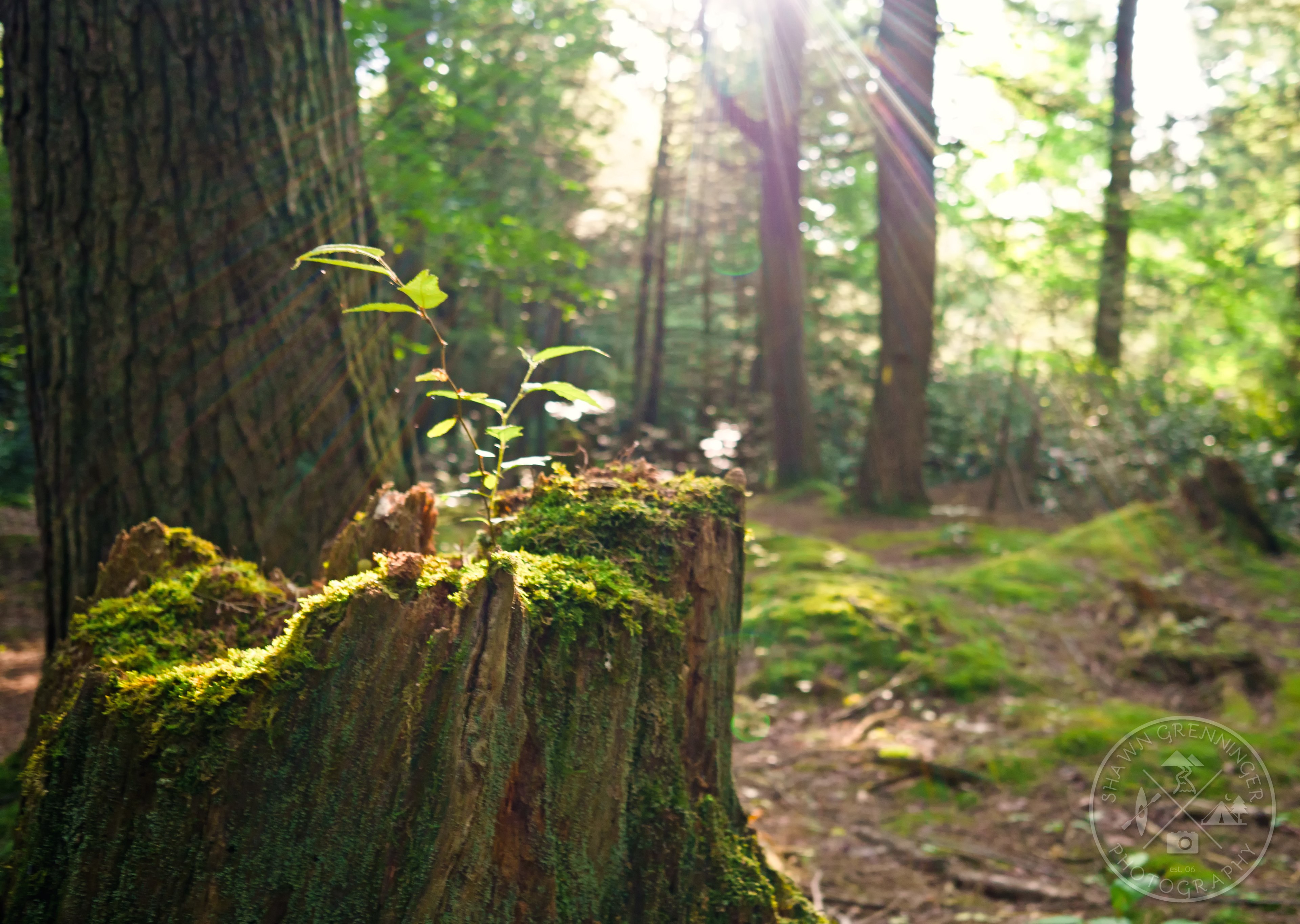 Morning light along the Rapid Run Nature Walk