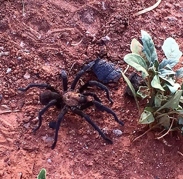 The Texas Brown Tarantula. A beauty. 