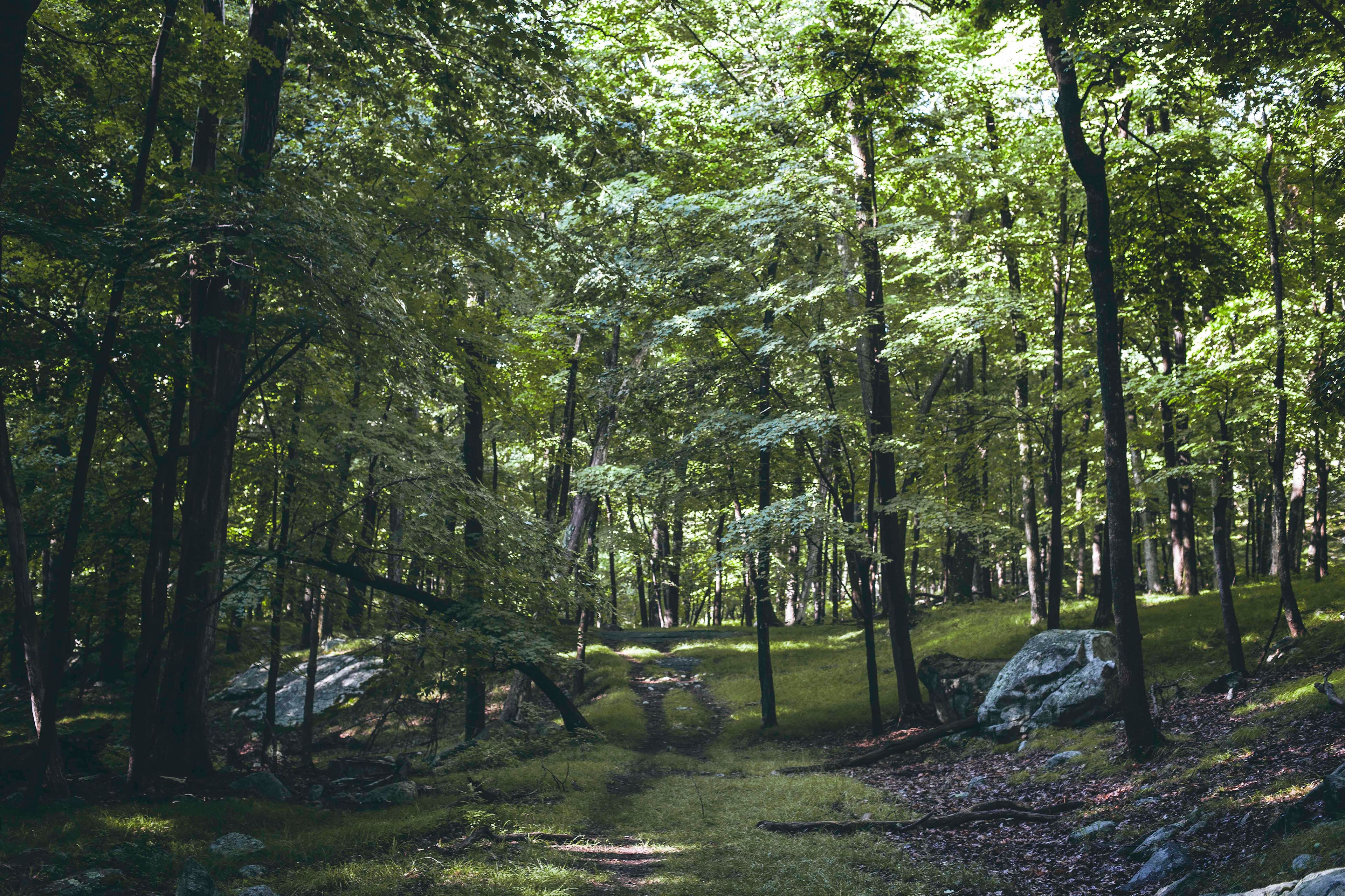 Hiking in Harriman - the greenest of greens