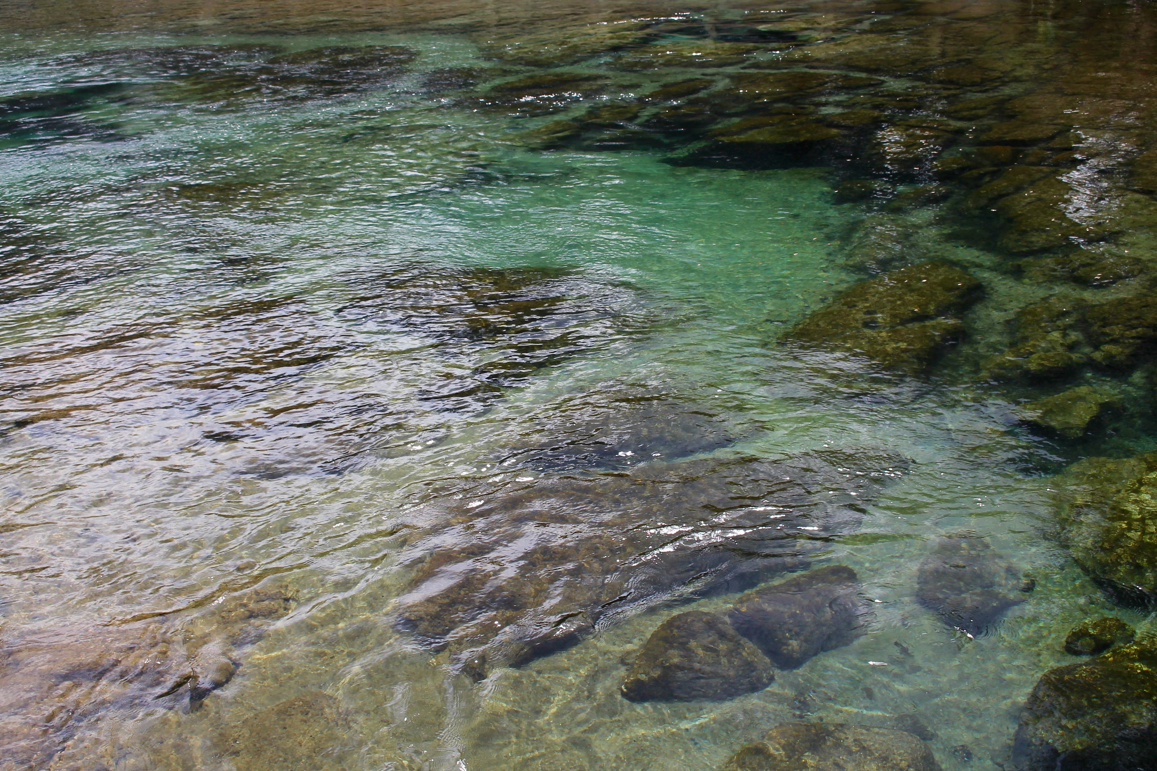 Salt Springs Recreation Area and Campground