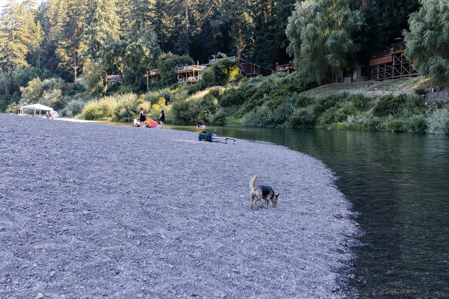 Dogs are allowed off leash at the beach 
