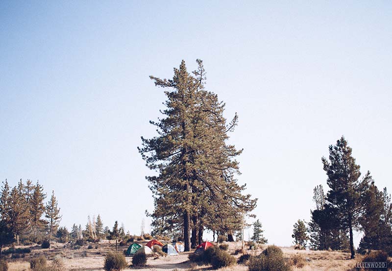 we made our own colony