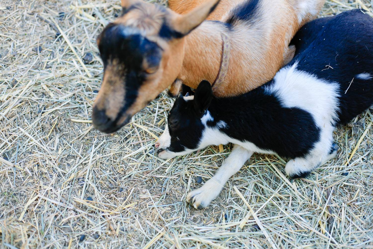 The goats were napping in the heat when we got there, but wanted to play pretty soon after we brought the party :)