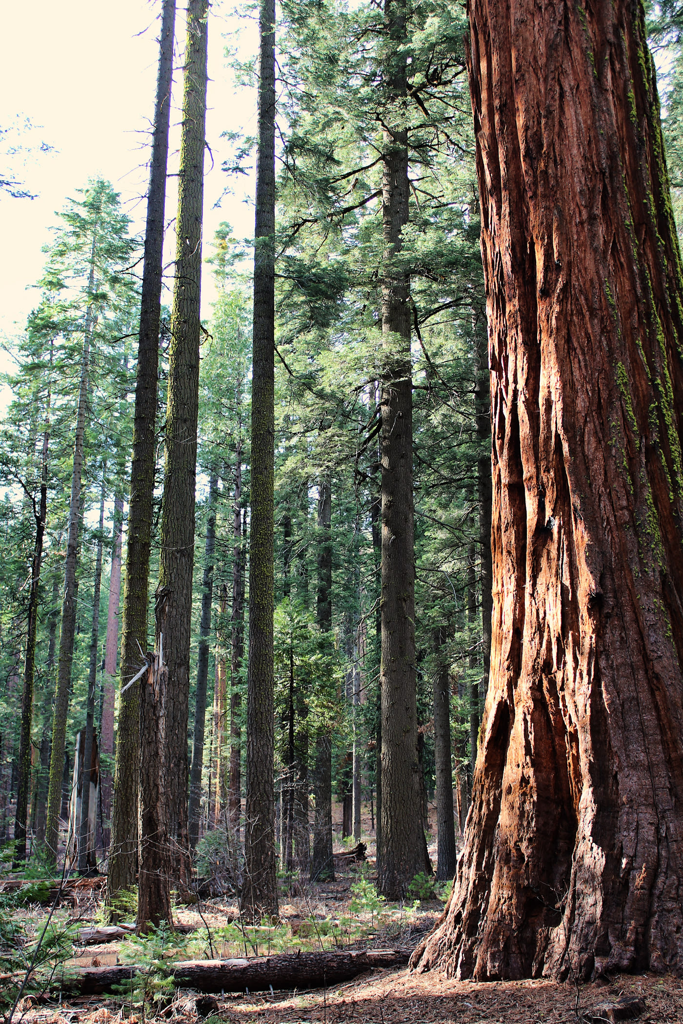 Calaveras Big Trees State Park