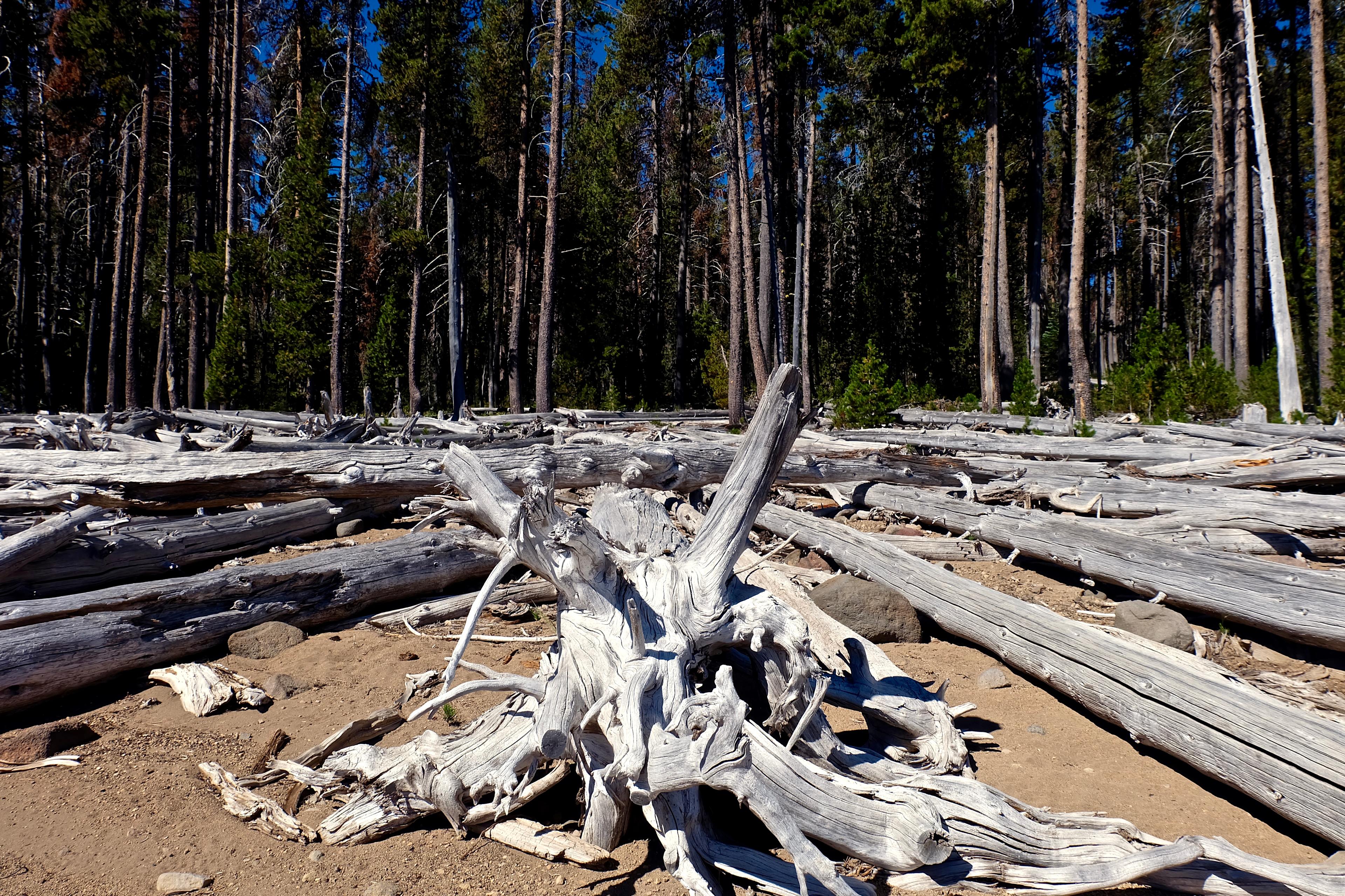There's drift wood around these parts.