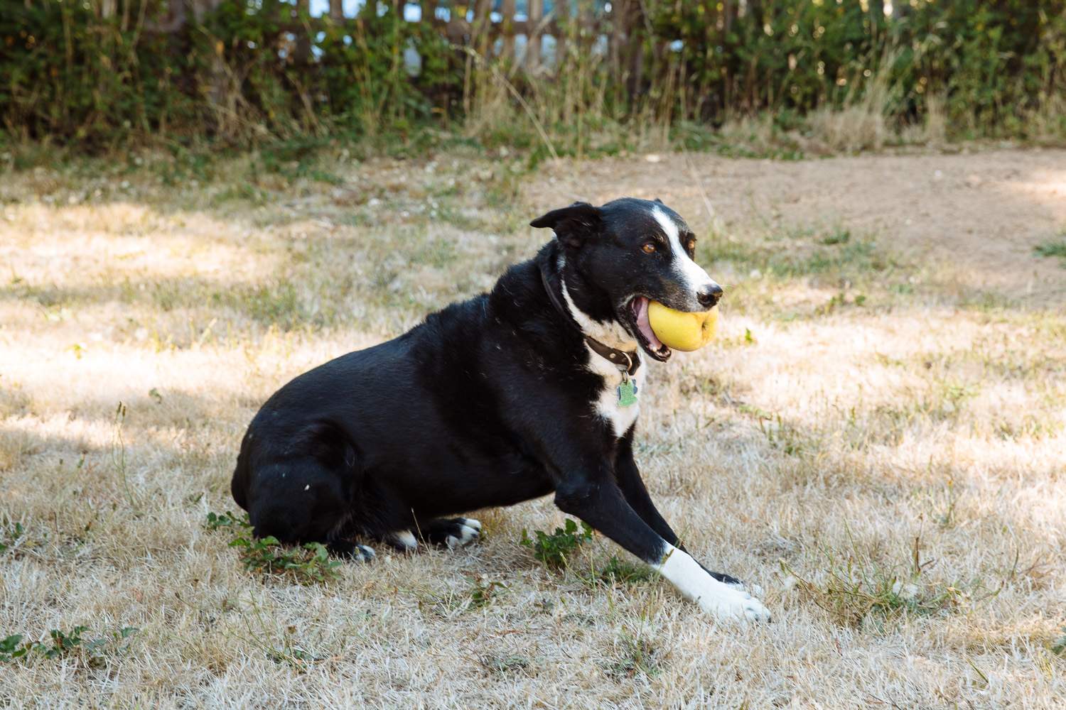 This is Tweed the farm dog. He really likes apples. 