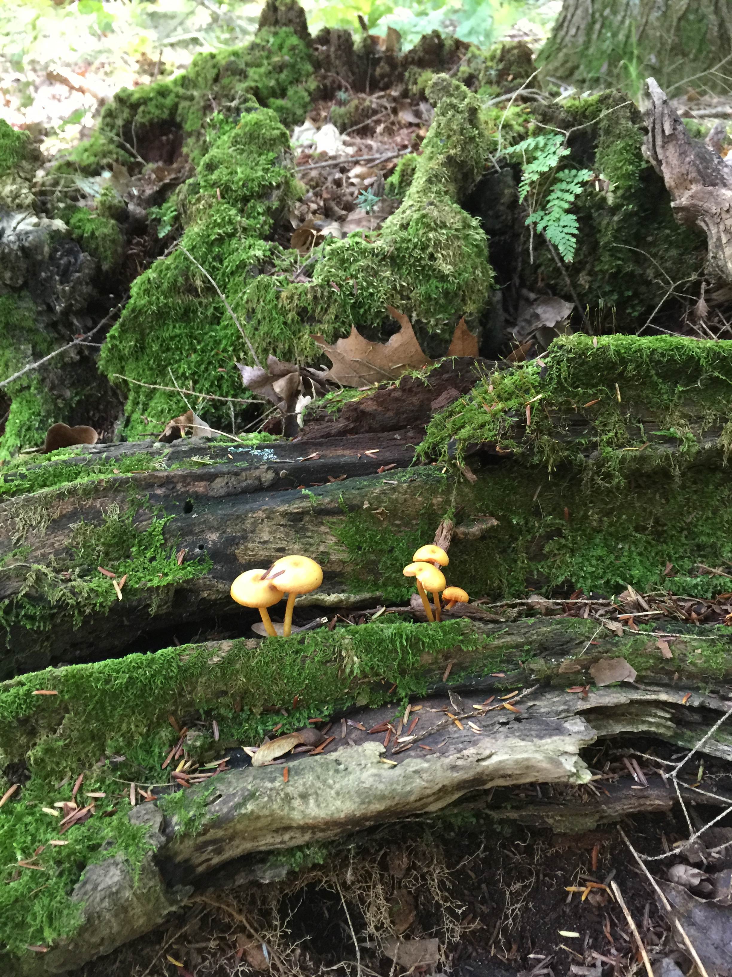 Many cool fungi to see in the virgin hemlock forest along the Jean Brunet Nature Trail.