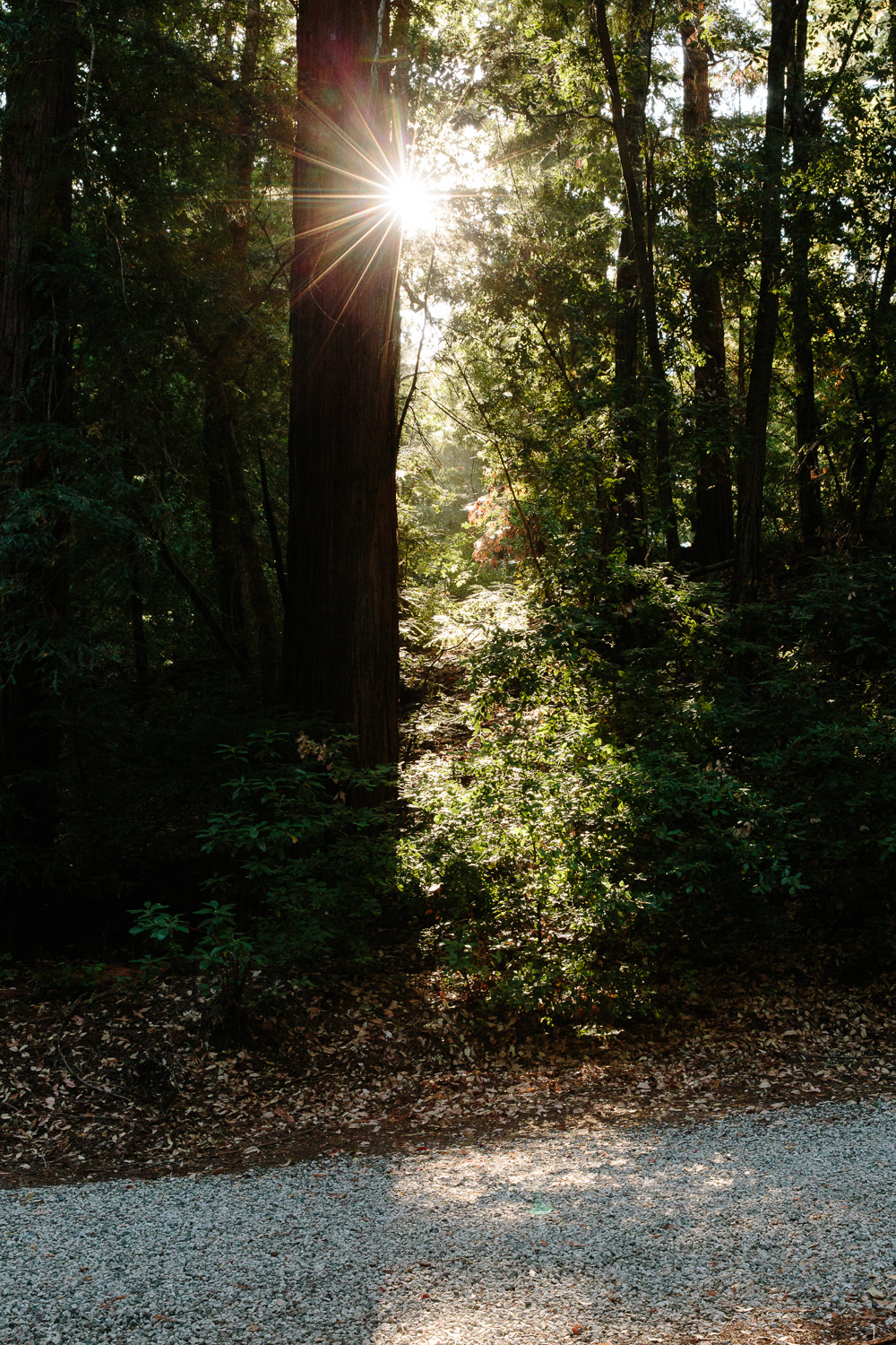 Morning sun through the trees