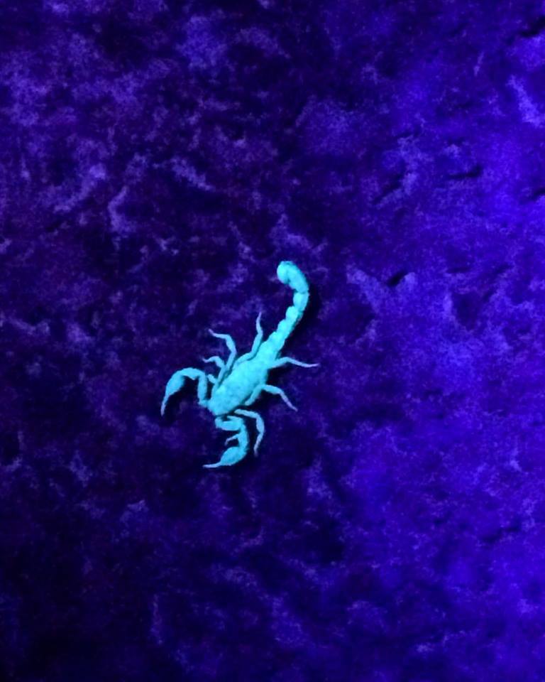Night hike with the ranger to look for scorpions with a black light. How adventurous are you?