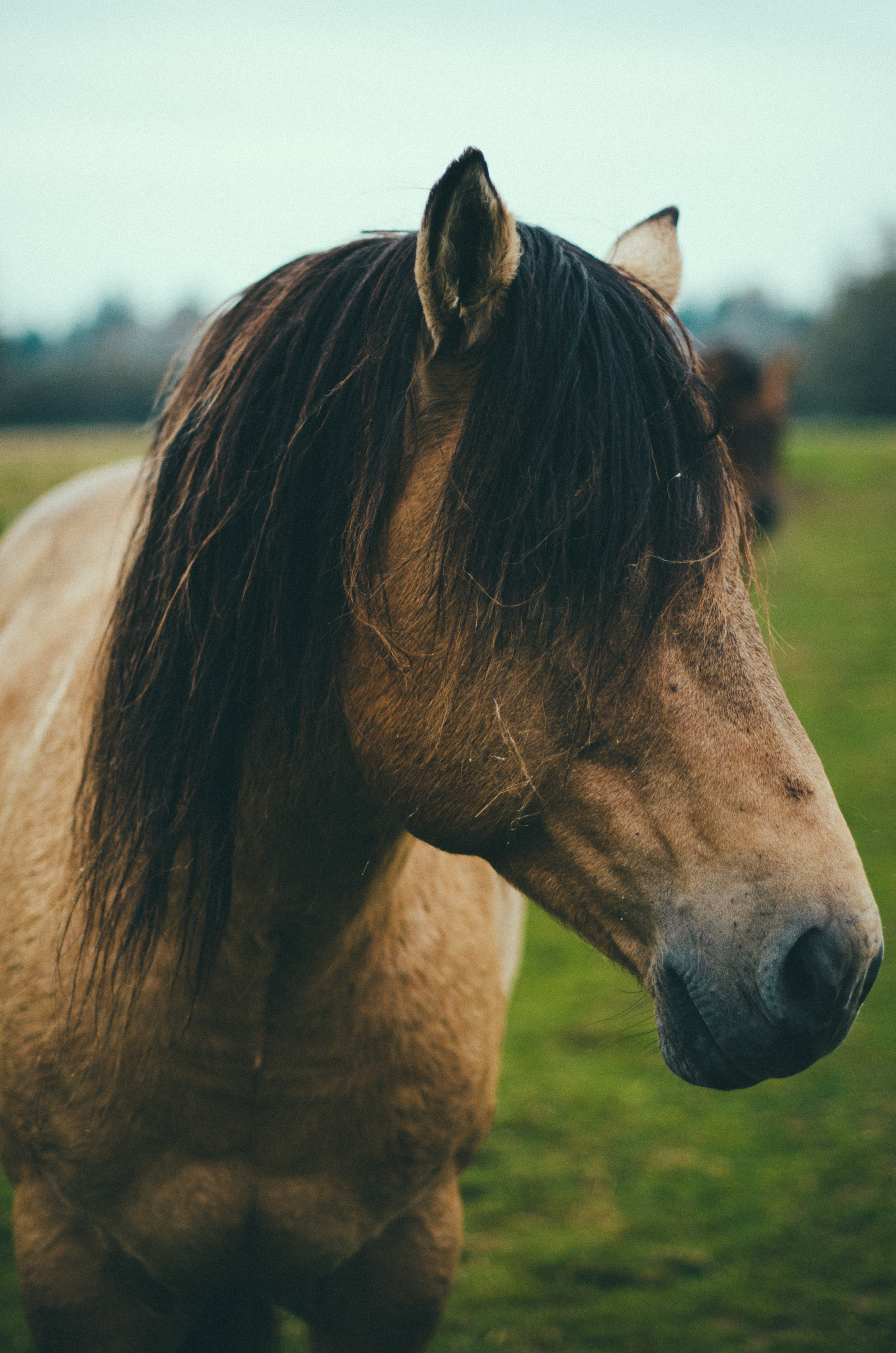 I have to take pictures of the animals. 