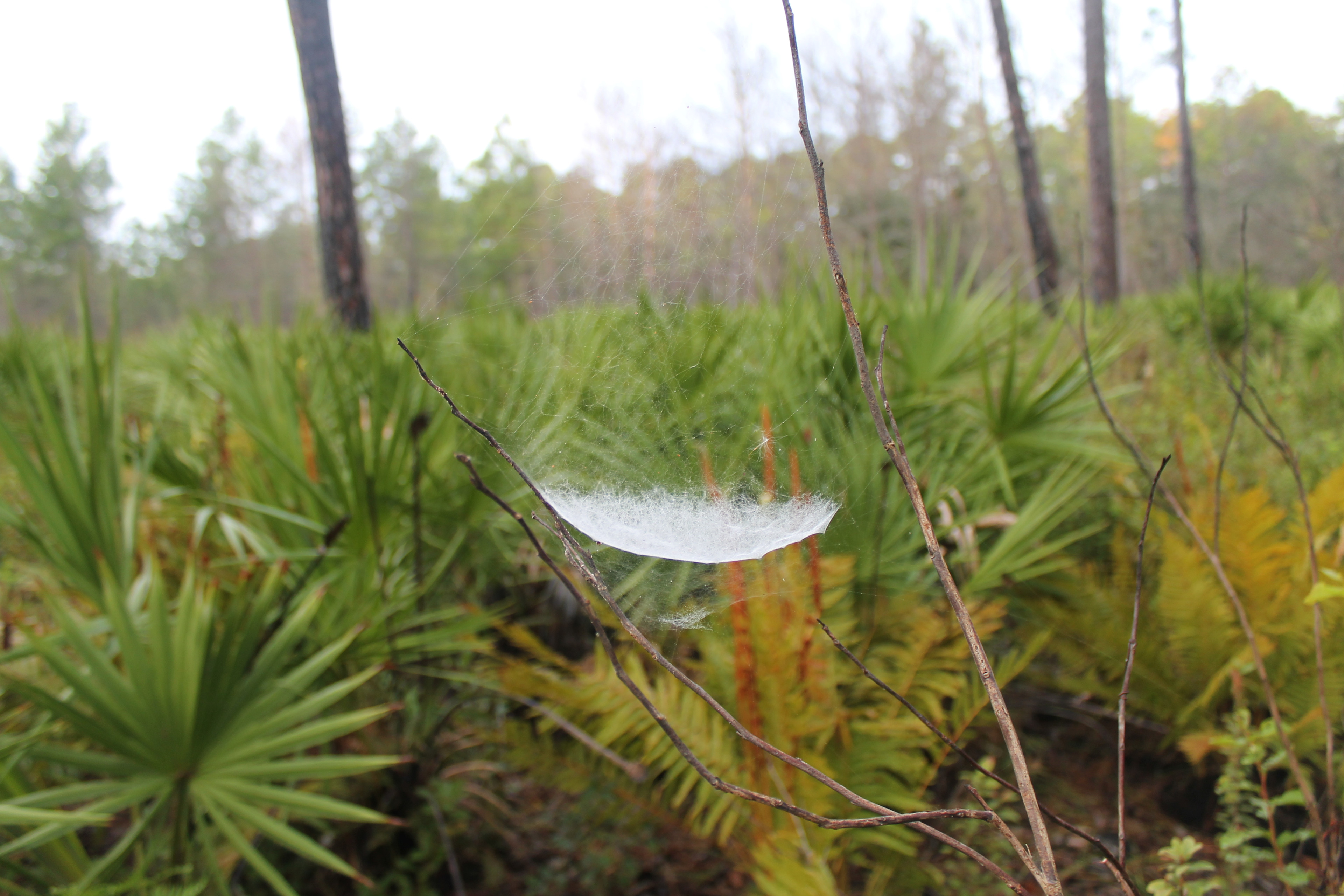 Wekiwa Springs State Park