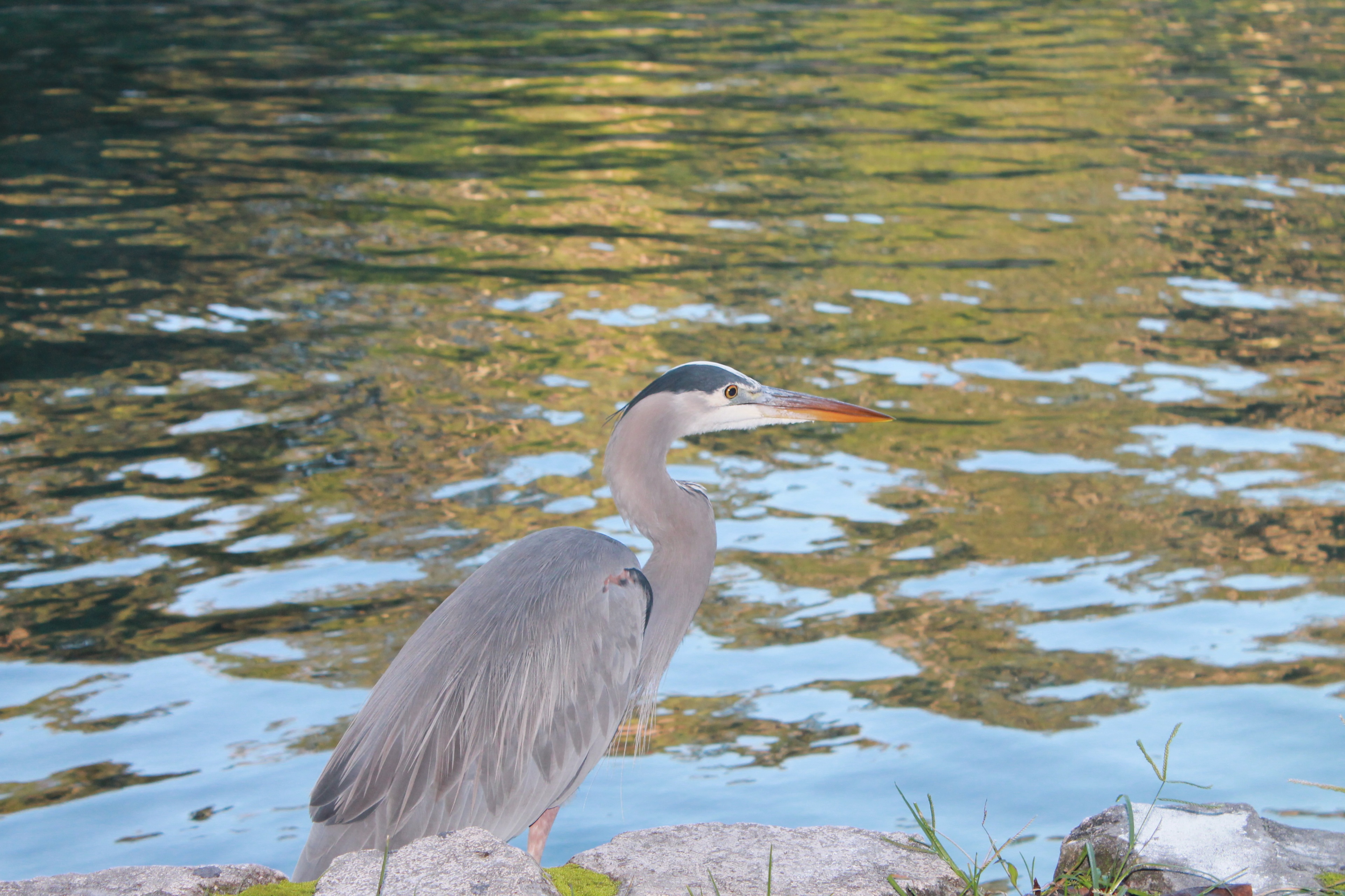 Wekiwa Springs State Park