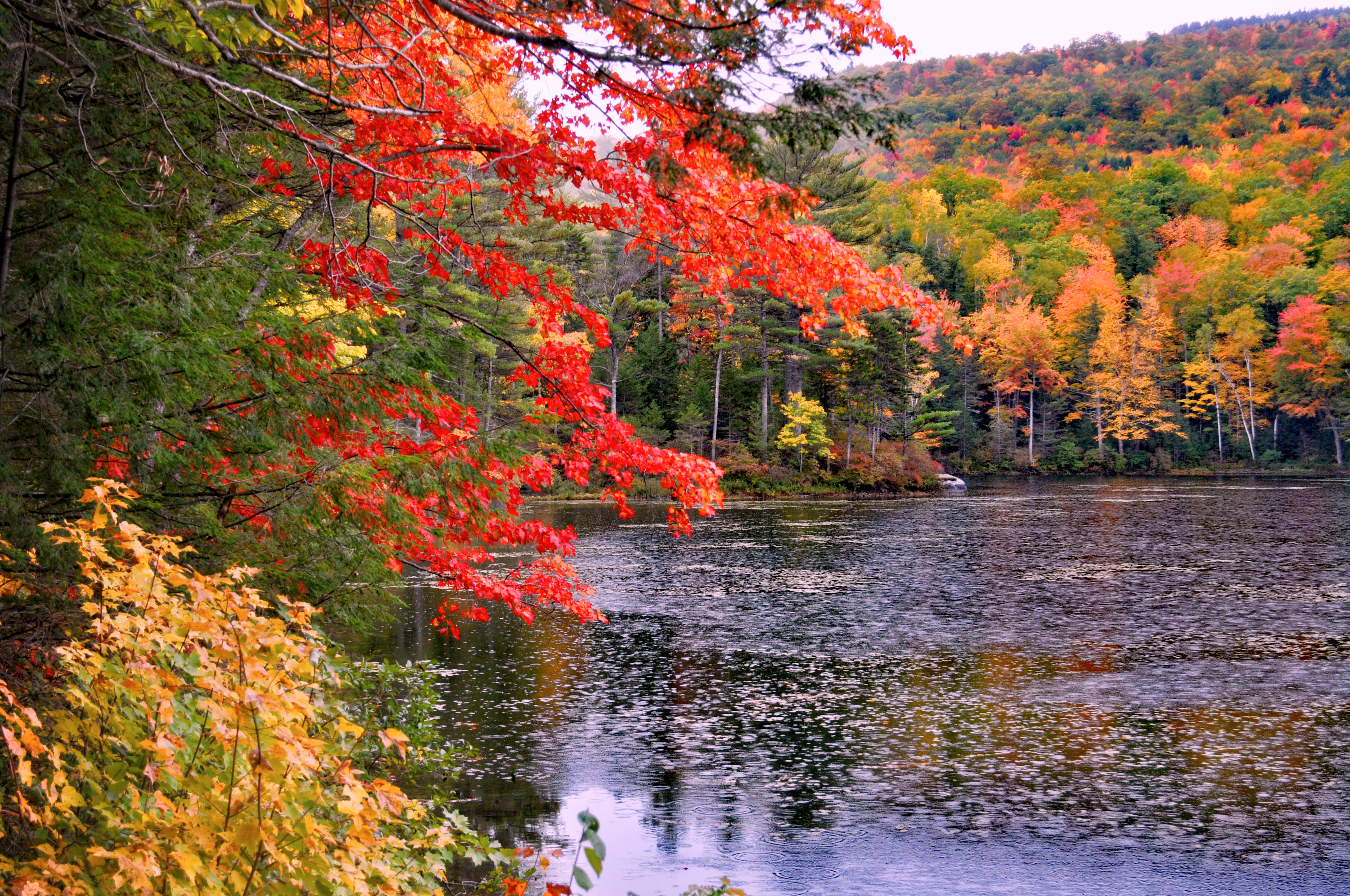 New England Foliage at it's Best!