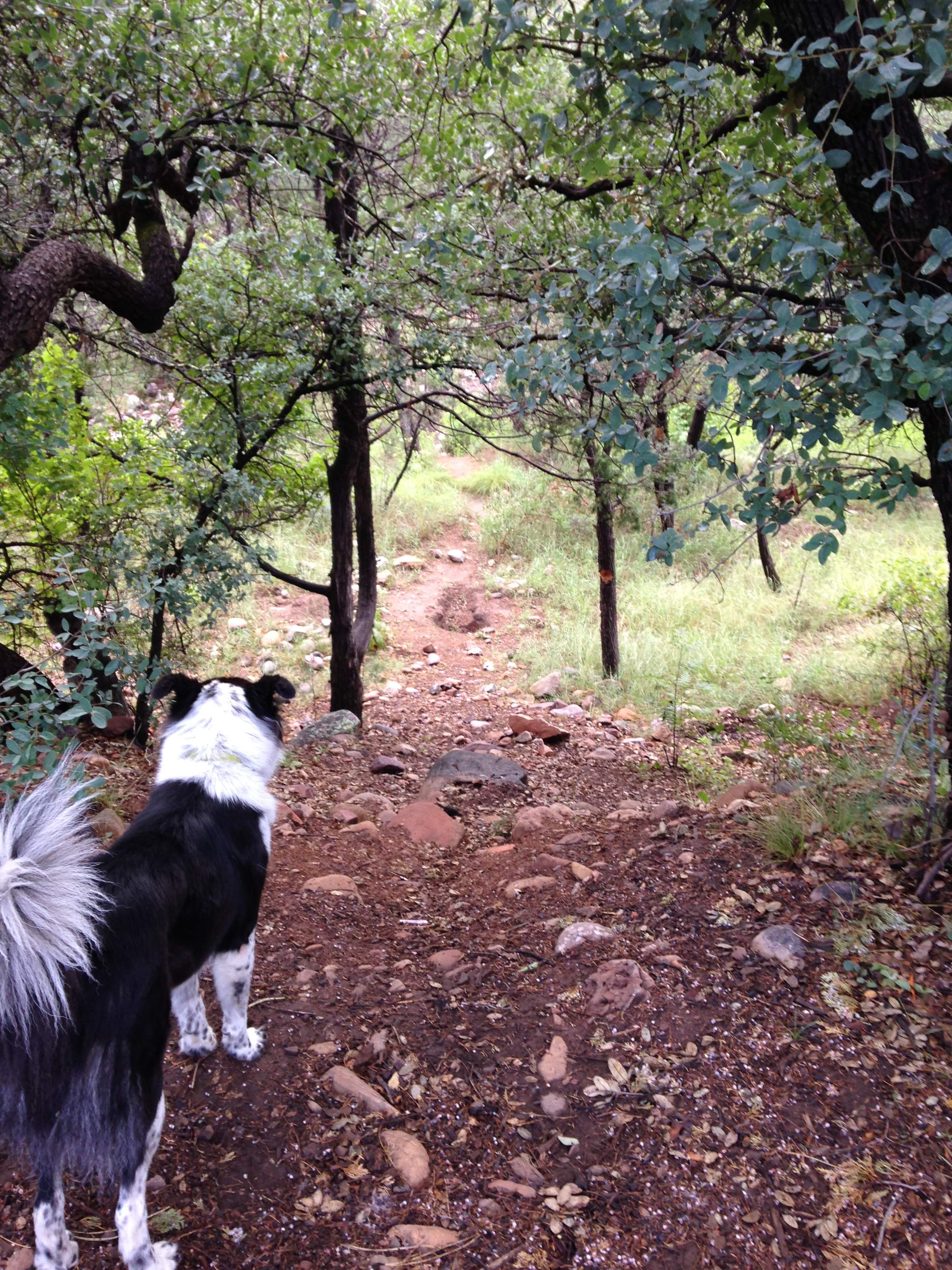There are good paths all through the forest.