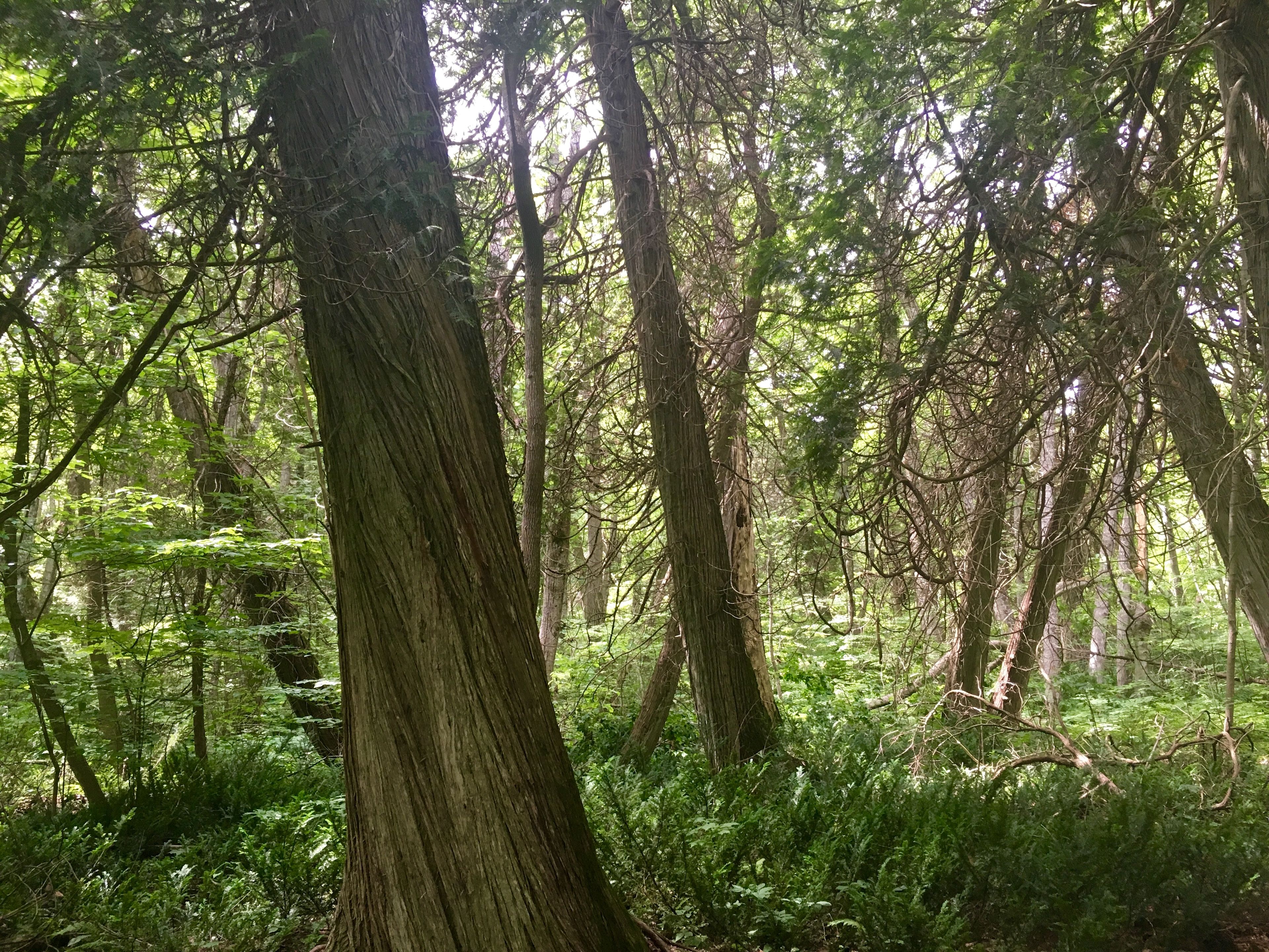 Nice trail! Beware of mosquitoes!!