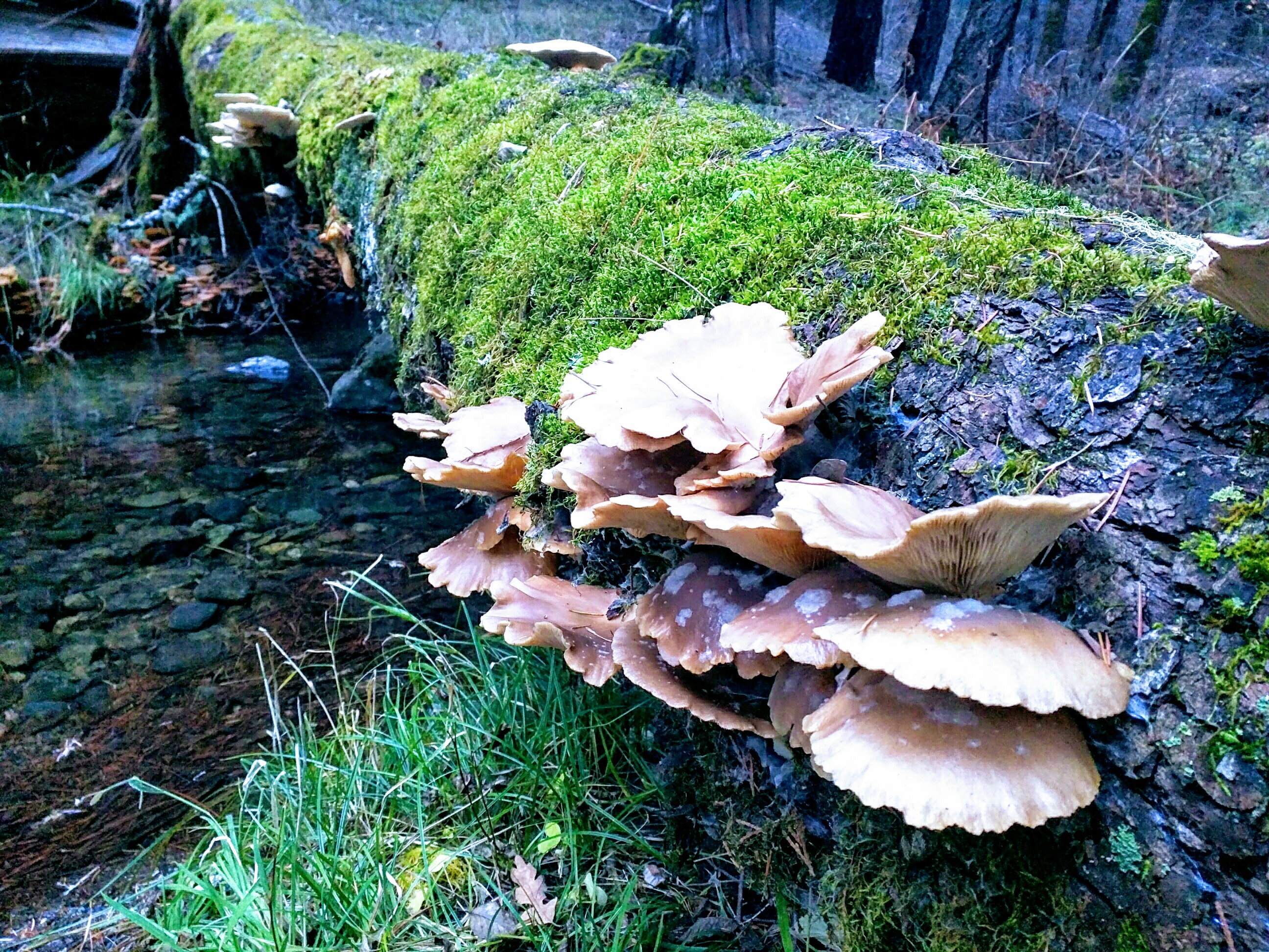 Deerlick Springs Campground