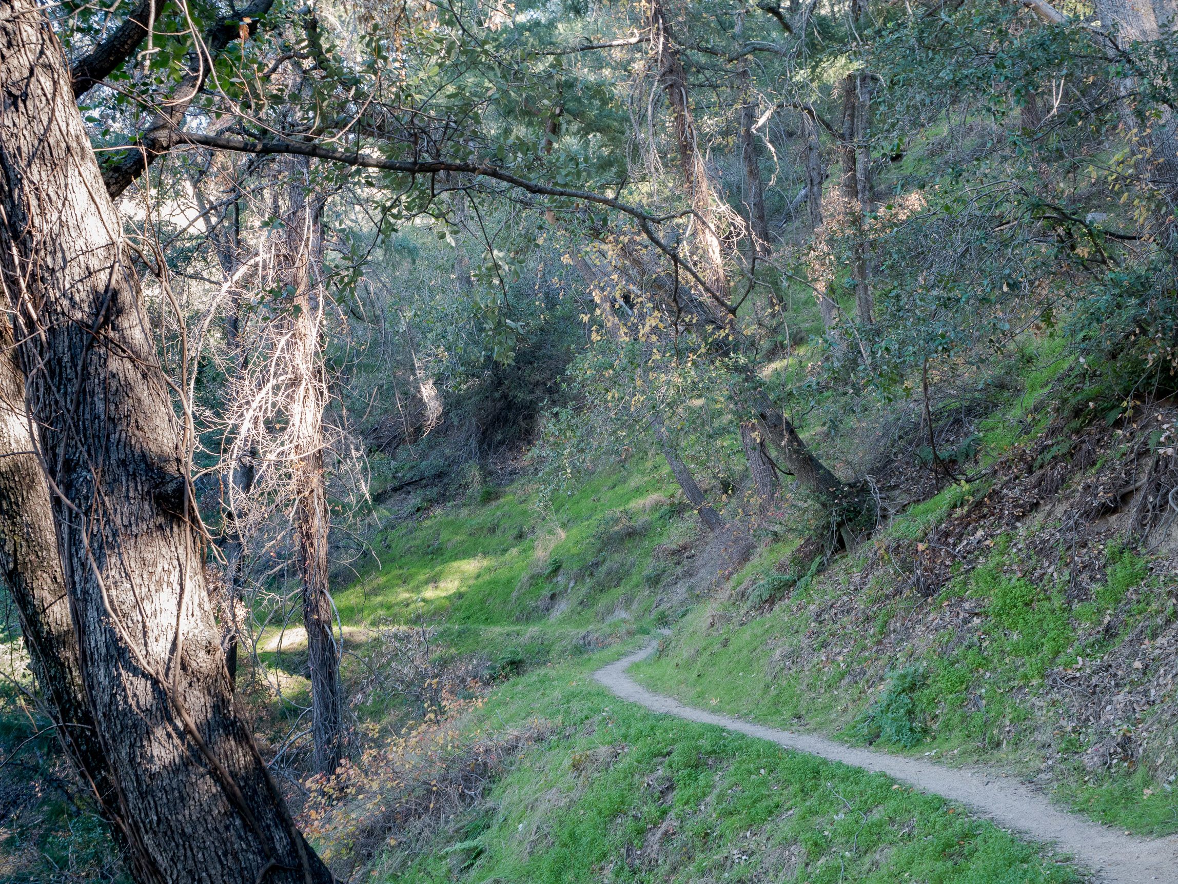 The trail to Idlehour Trail Camp, down through chaparral.