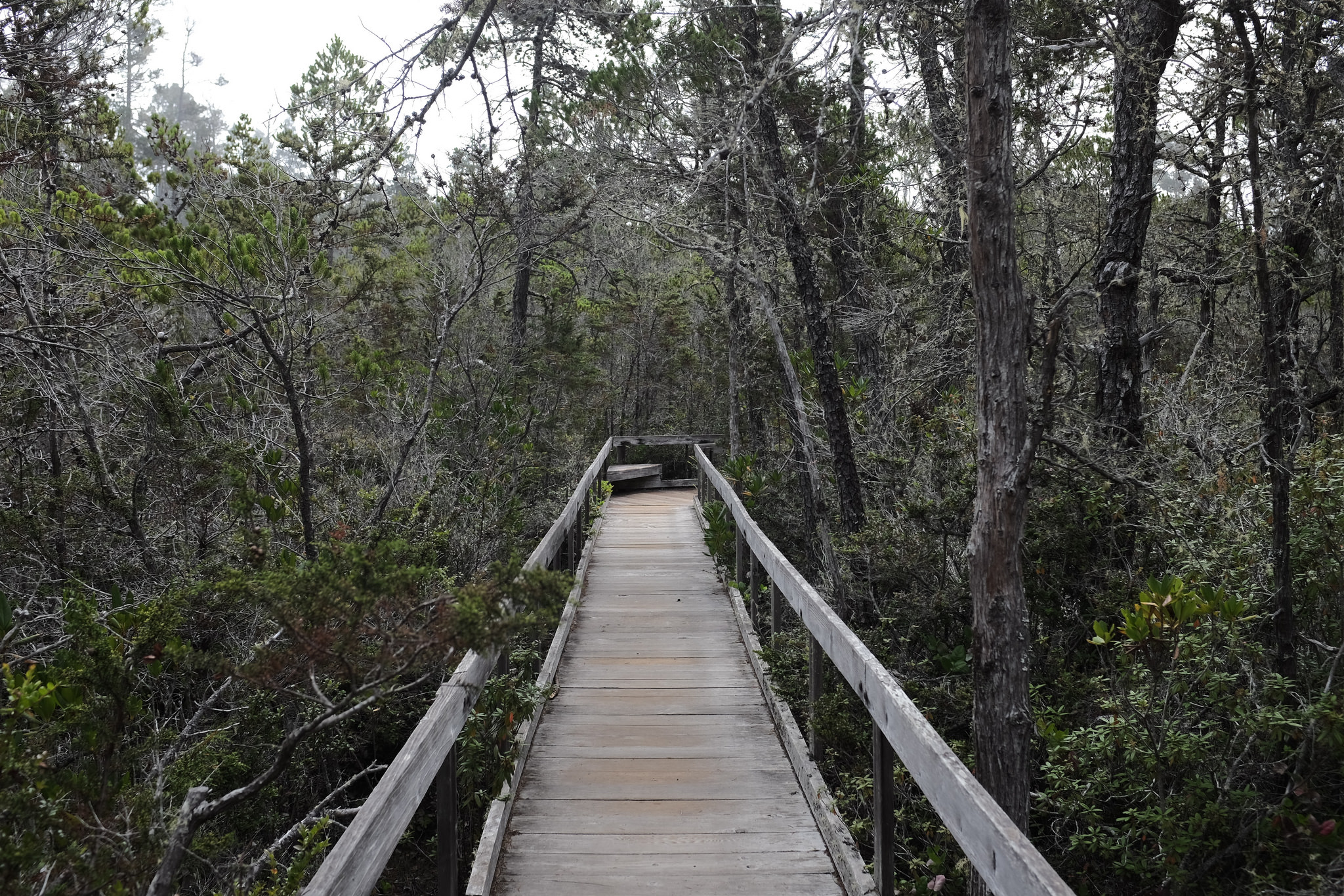 Short hike around the pygmy forest. Sort of interesting, but definitely not what I imagined
