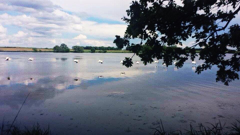 There were large flocks of pelicans on the lake as well as geese , ducks and very active ( day and night ) snapping turtles . As we paddled into our site , a deer was crossing the lake and we saw many colorful birds on the hiking trails . 