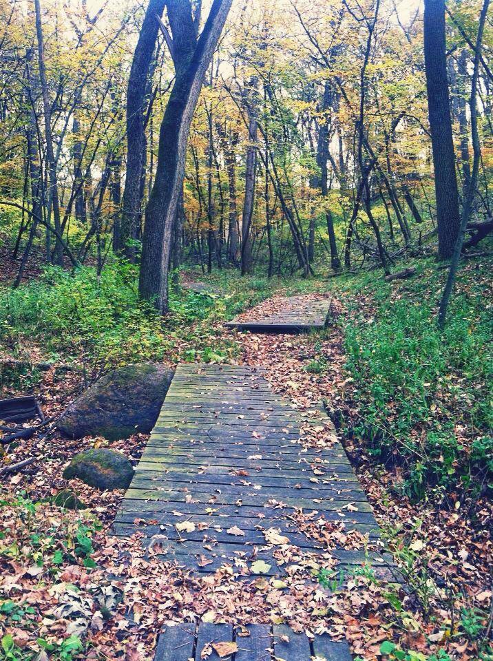 Secluded paths in Kilen Woods . 