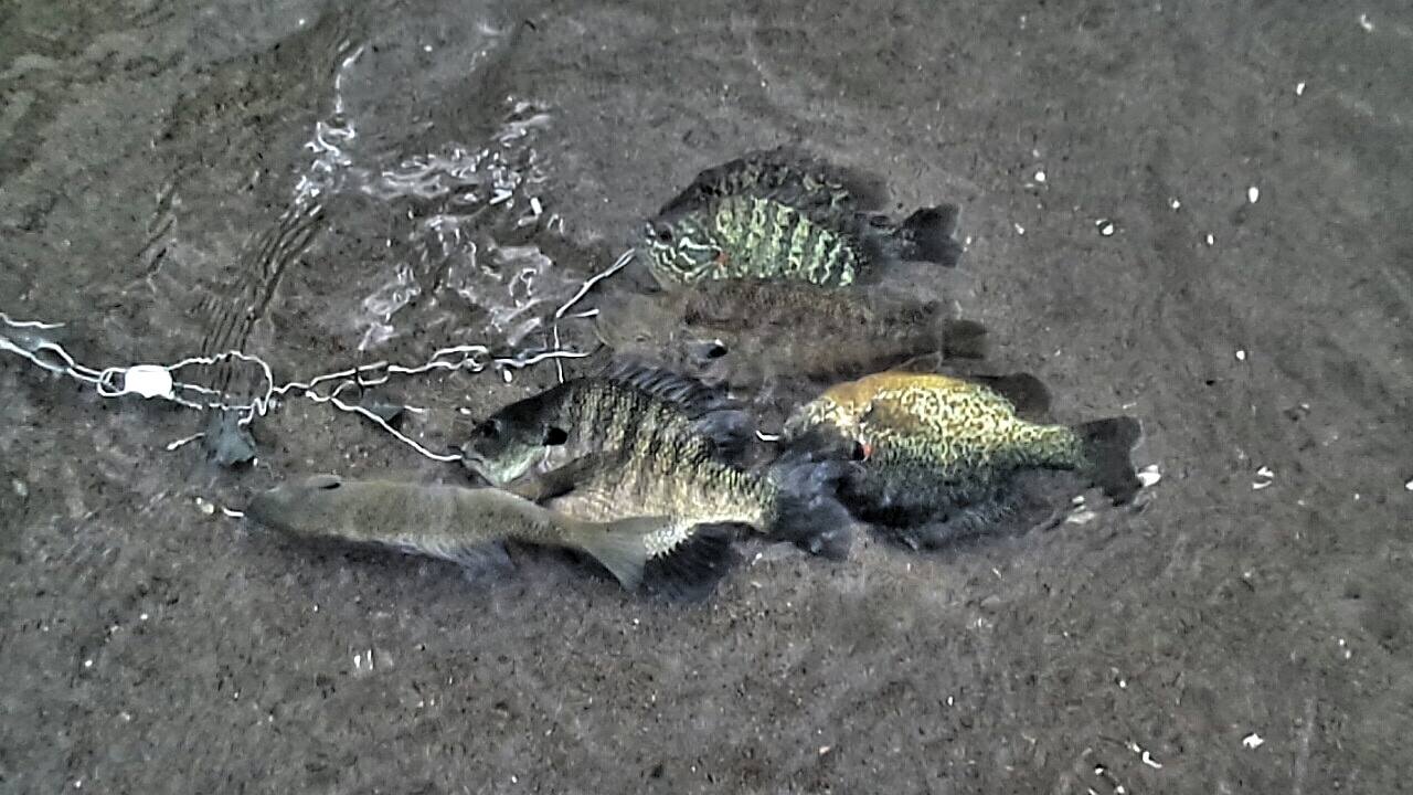 Large Sunfish are plentiful in the lakes that surround this campground . 