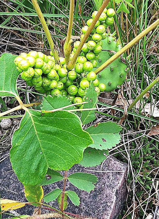 Blue Mounds State Park