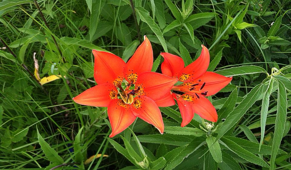 Blue Mounds Campground