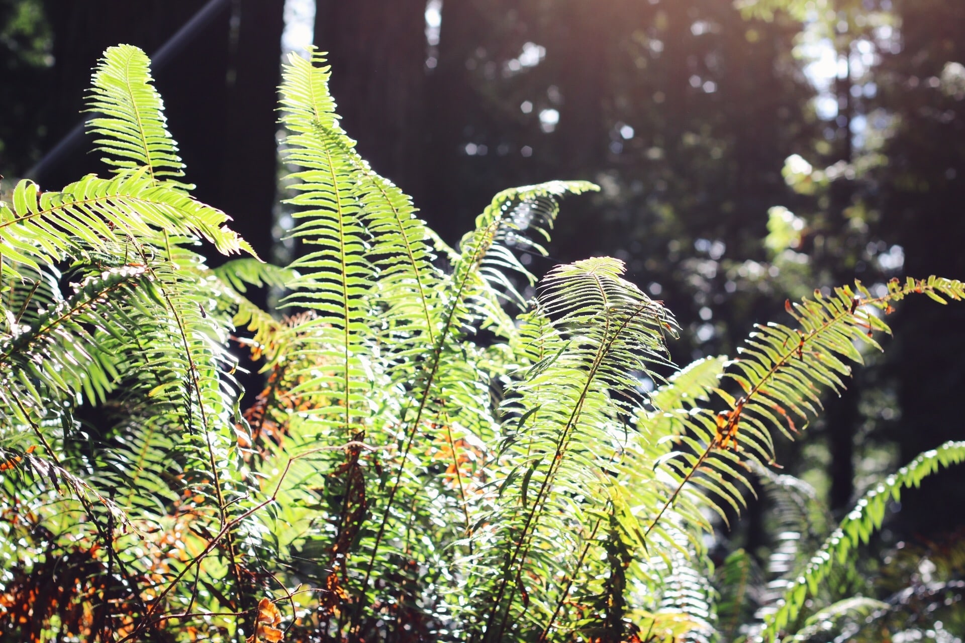 Burlington Campground