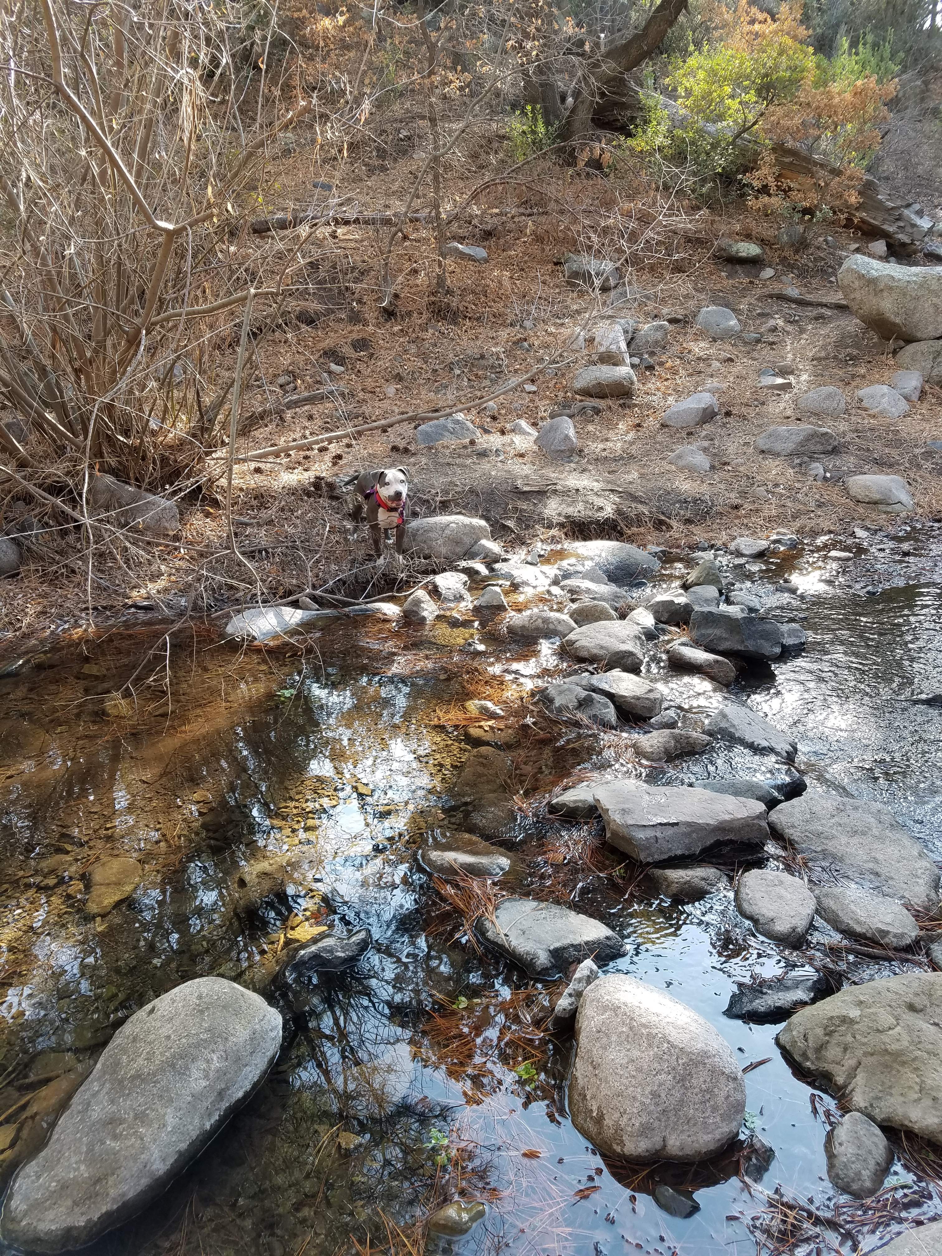Our dog trying to cross the stream. 