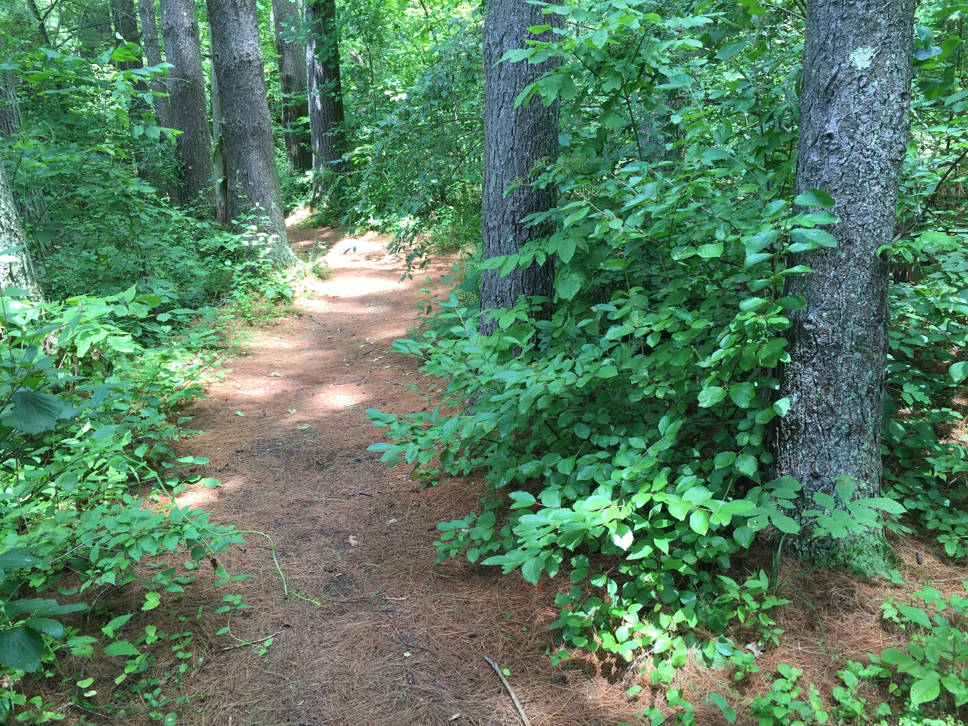 Yellowwood State Forest