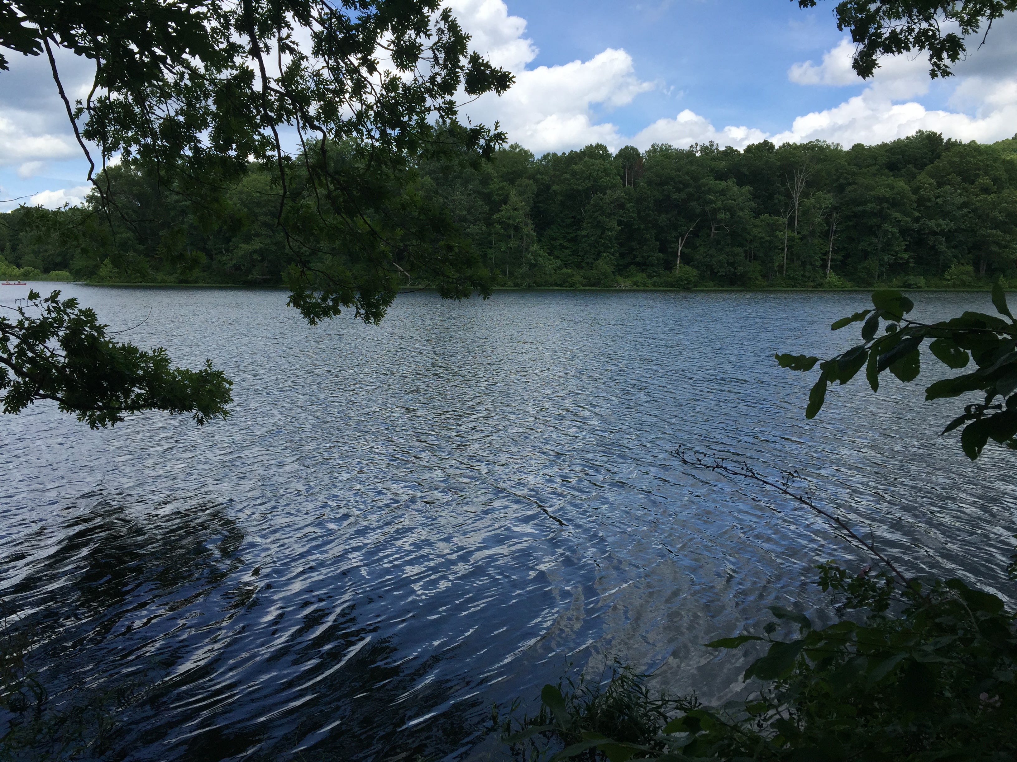 Yellowwood State Forest