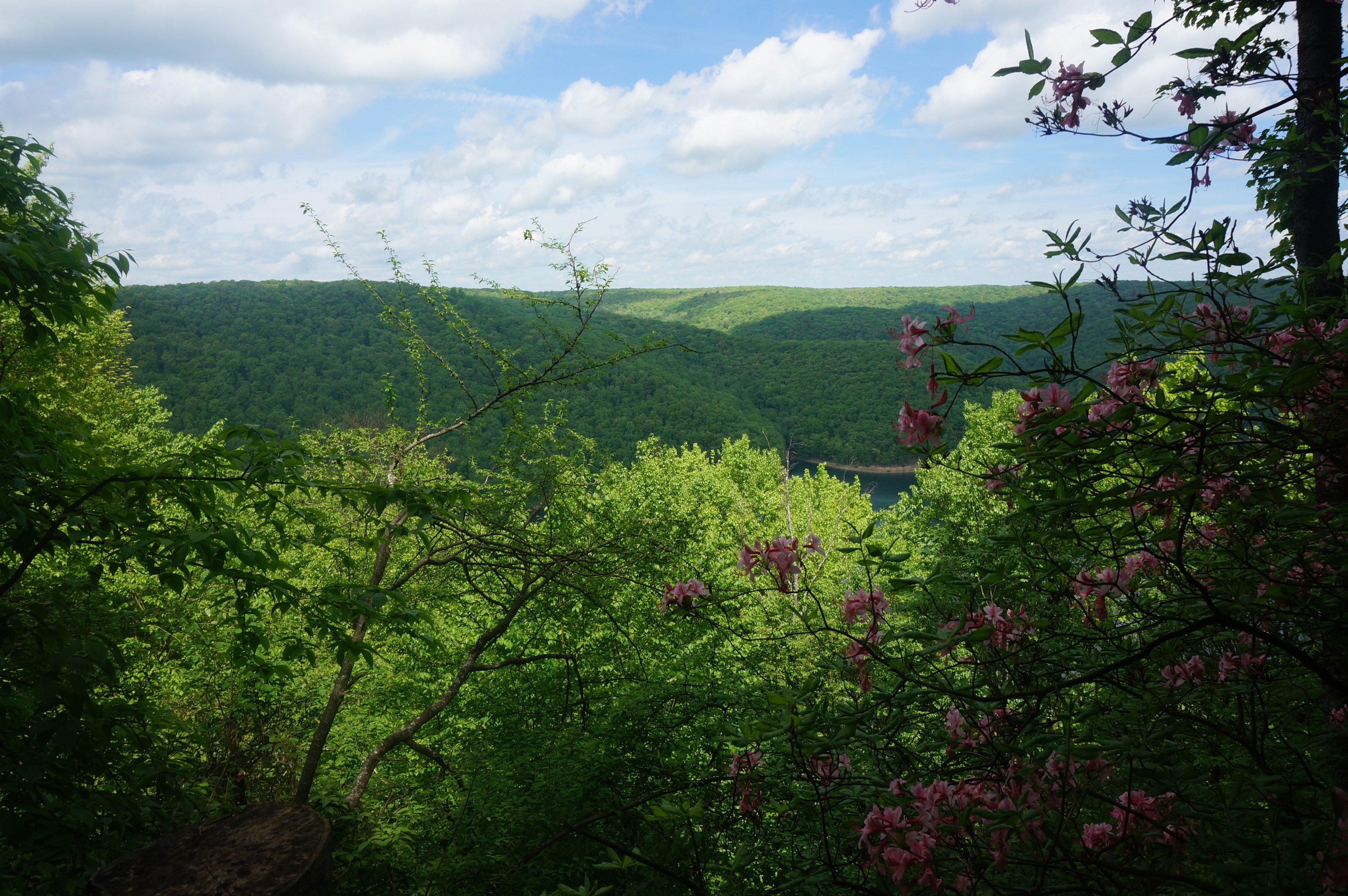 Find some trails close by that take you up to some stunning views of the Allegheny River and the Allegheny Forest!