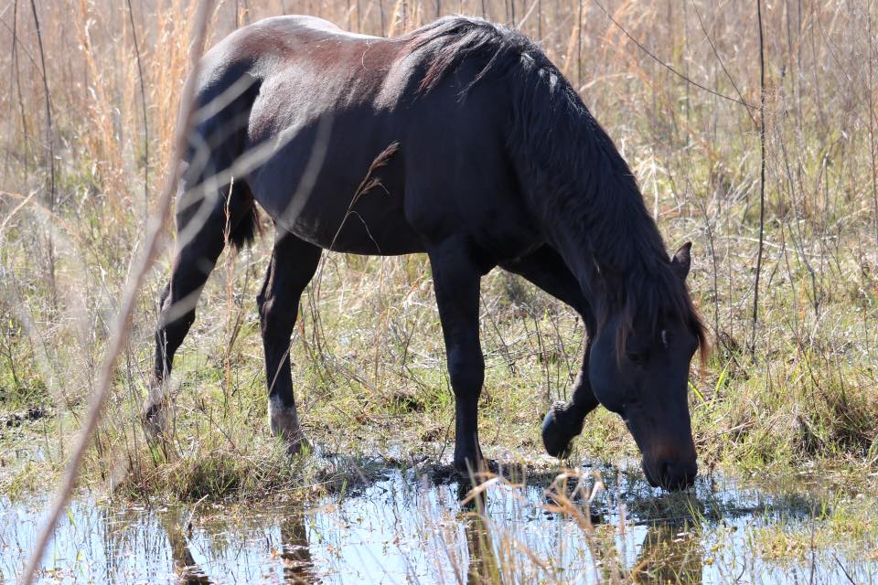 Paynes Prairie Preserve State Park