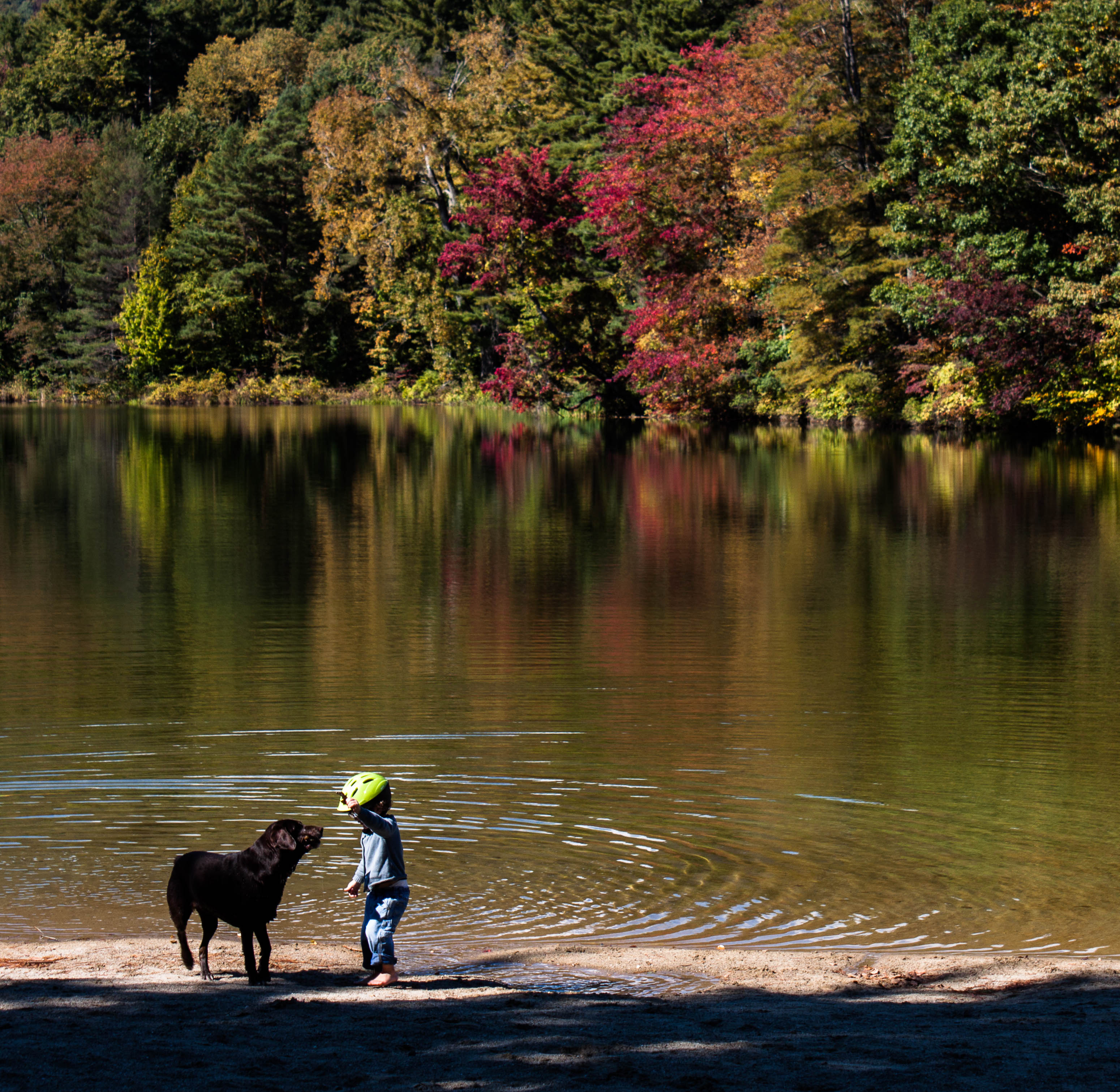 Dogs are only allowed here in the off season.