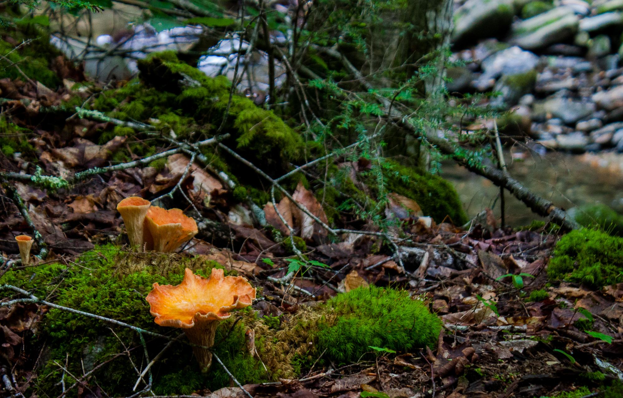 Chanterelles 