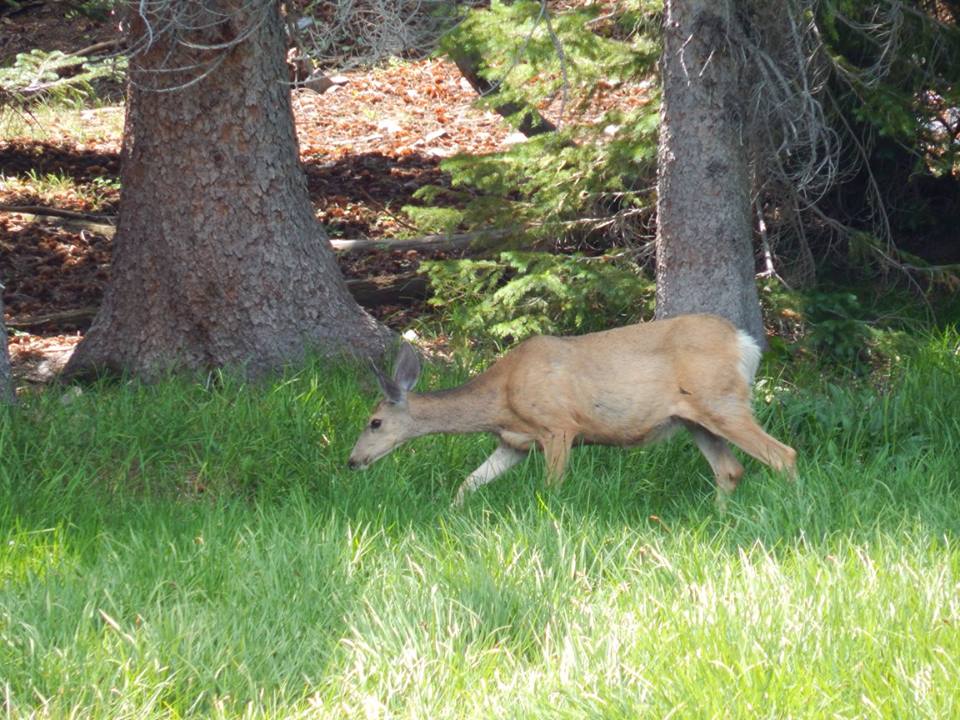 Lower Lehman Creek Campground