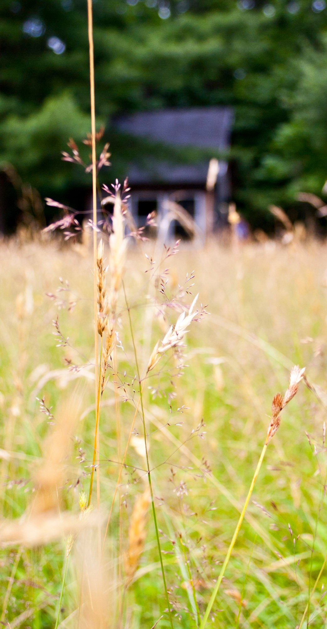 Cabin from the field