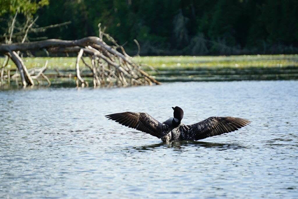 There were several loons on the lake throughout the weekend. If you venture out onto the lake you are bound to see at least one! 