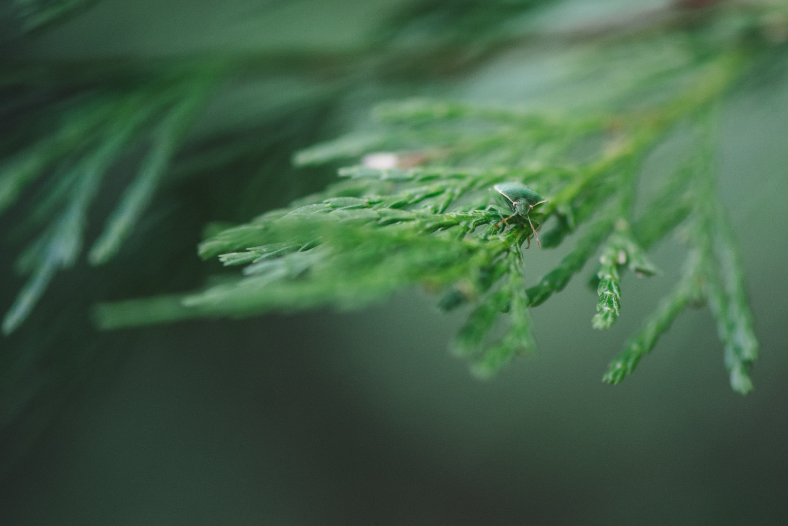 Palomar Mountain State Park