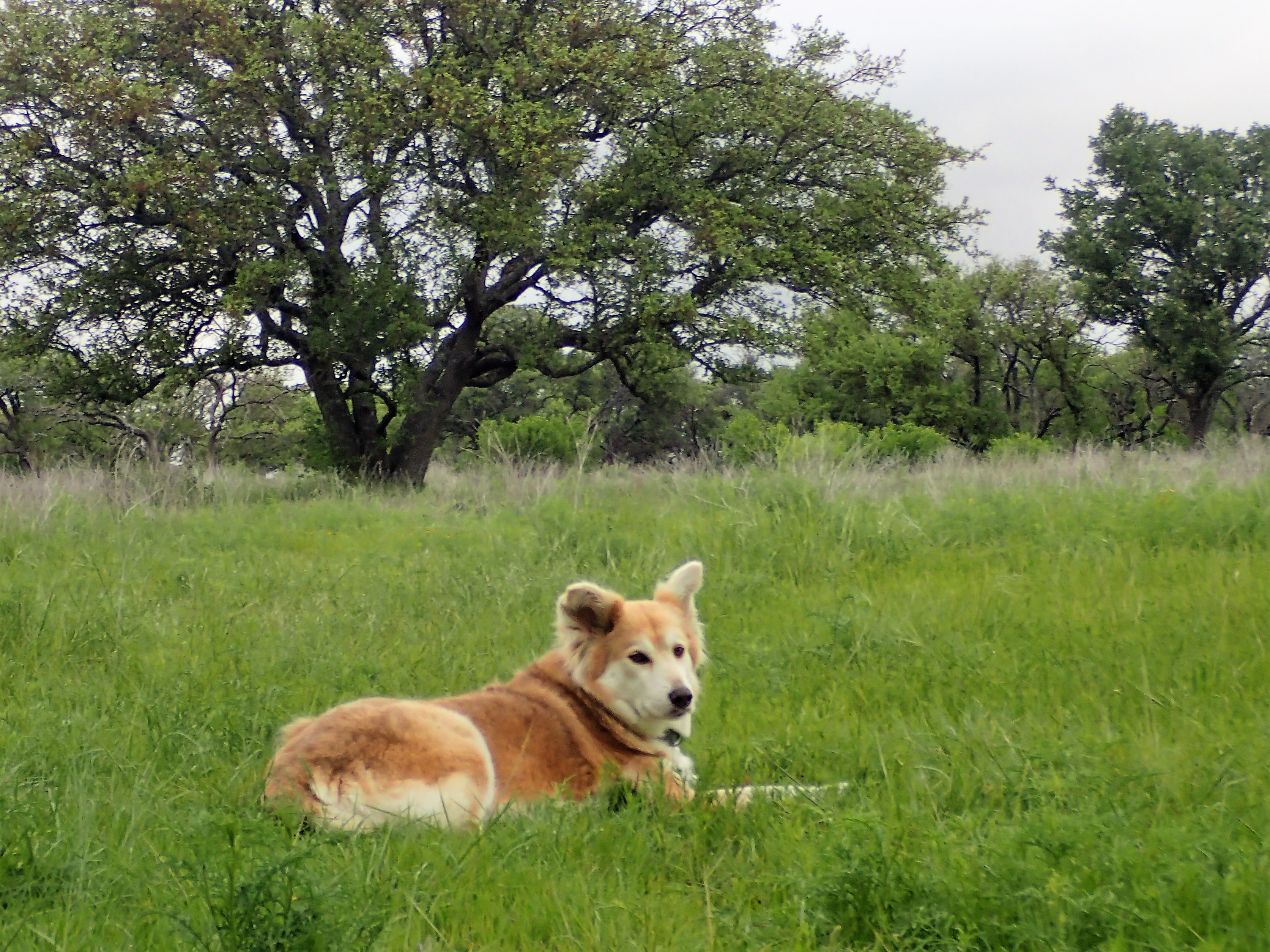 Open fields and old oak tree clusters