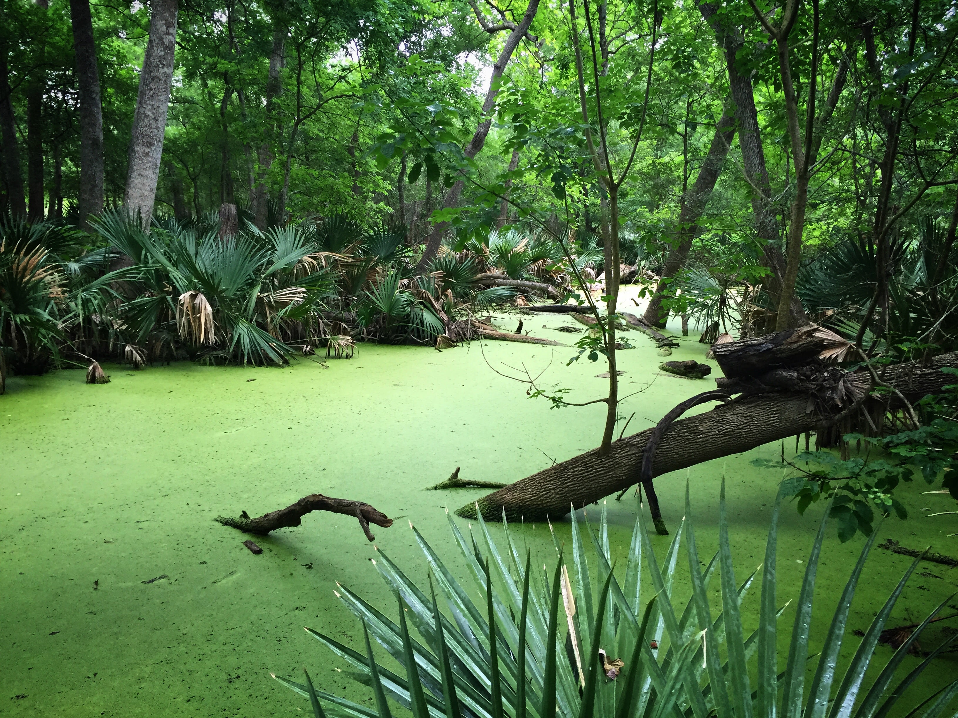I half expect to see Chris Pratt training vicious raptors.... 