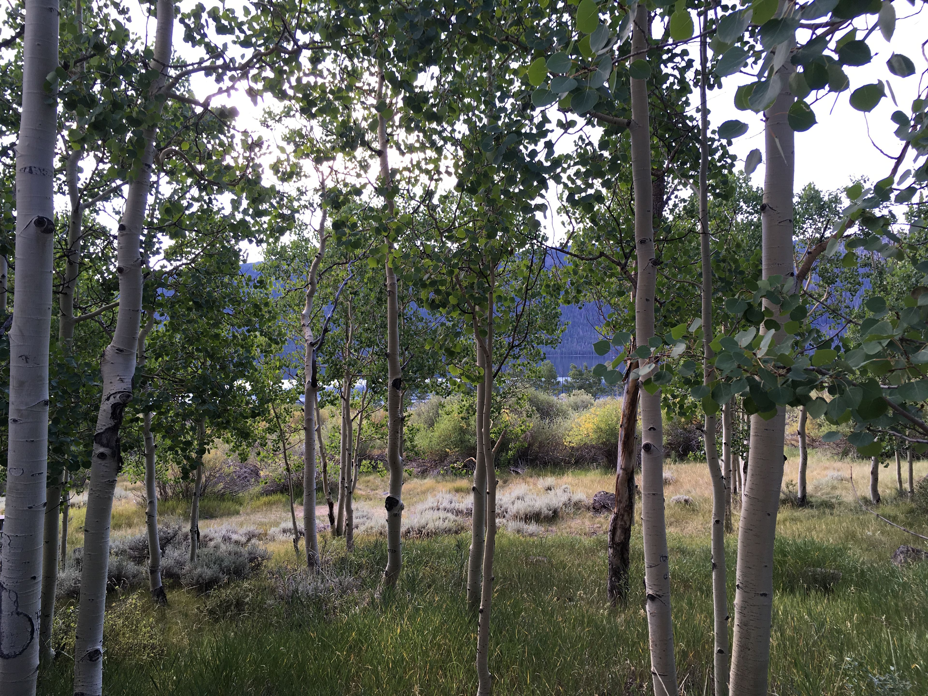 It's close to the road, but there's barely any traffic, so noise wasn't a factor.