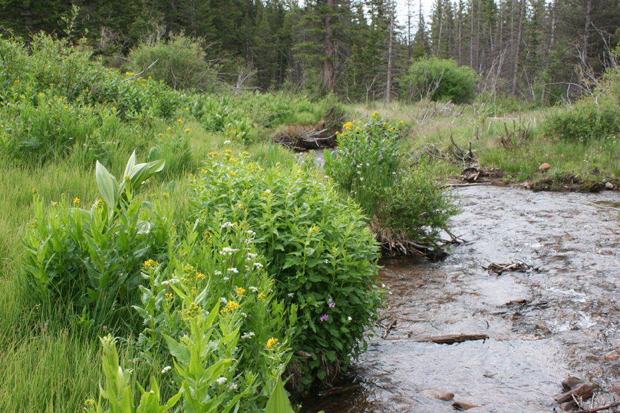 The stream was beautiful.