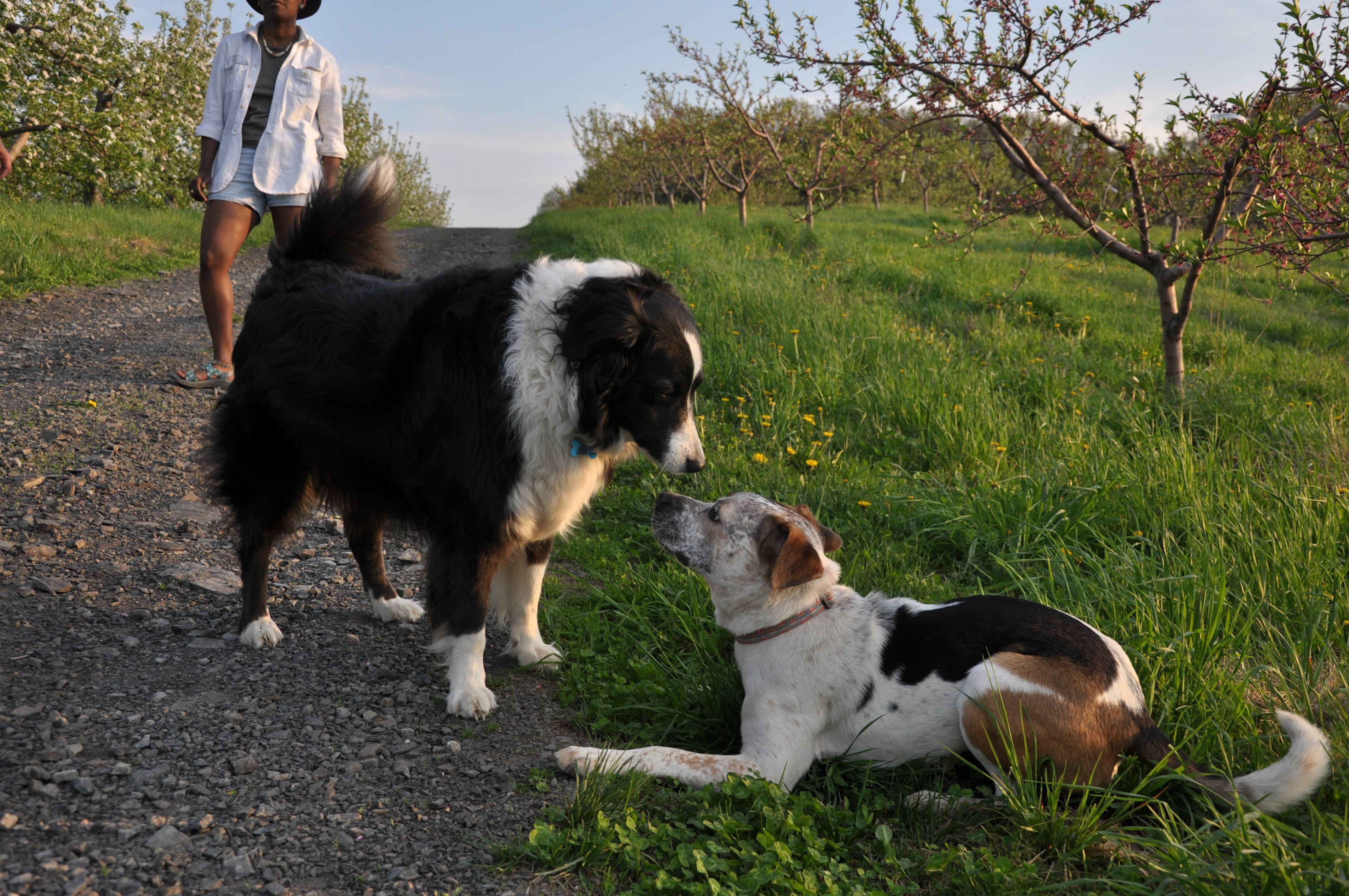 Paco the Wright farm dog (on the left) and Chaco my dog (on the right). The dogs were quick to take to each other and run around off leash. This is the perfect place to bring a pup! 