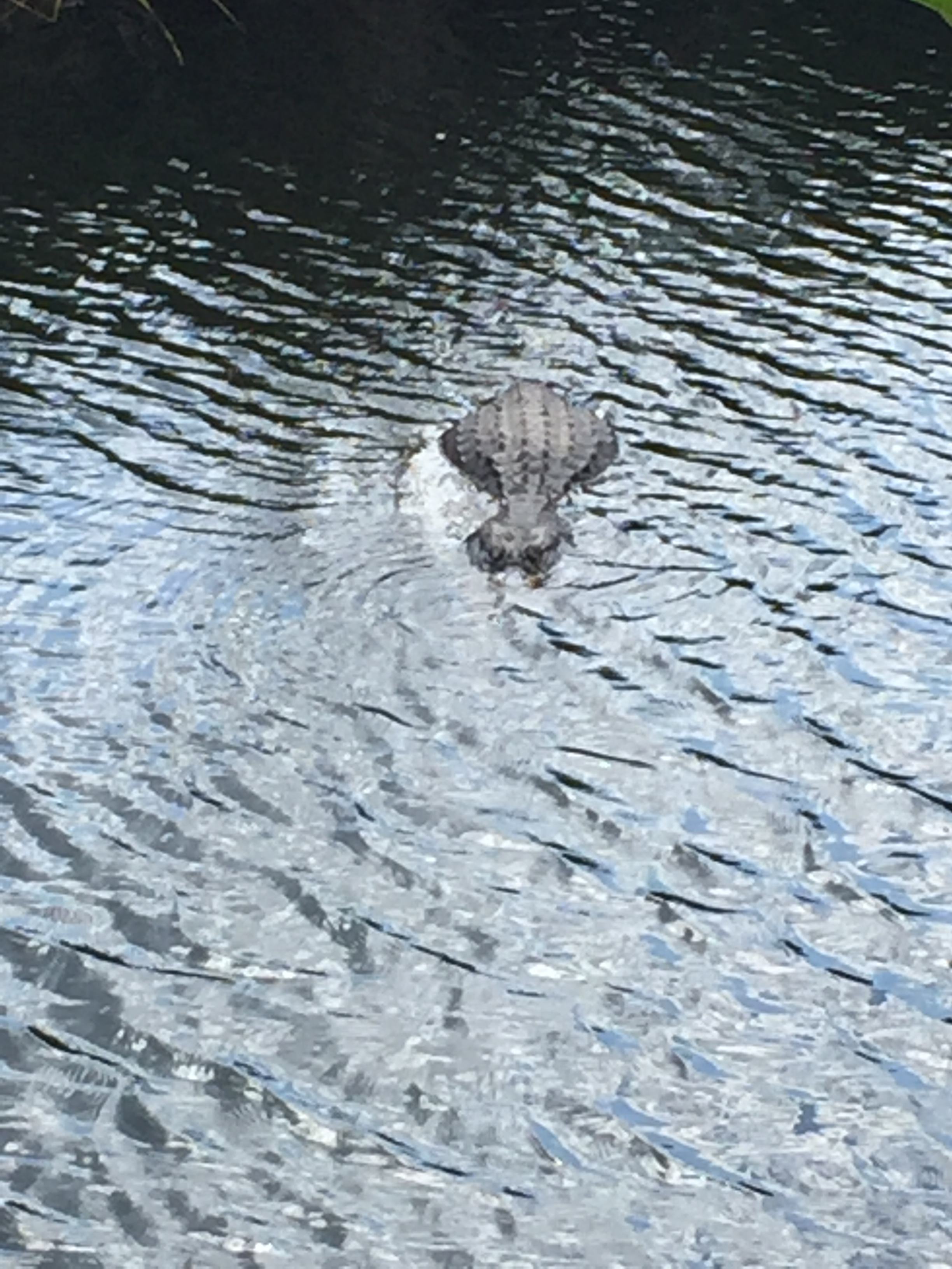 Collier-Seminole State Park