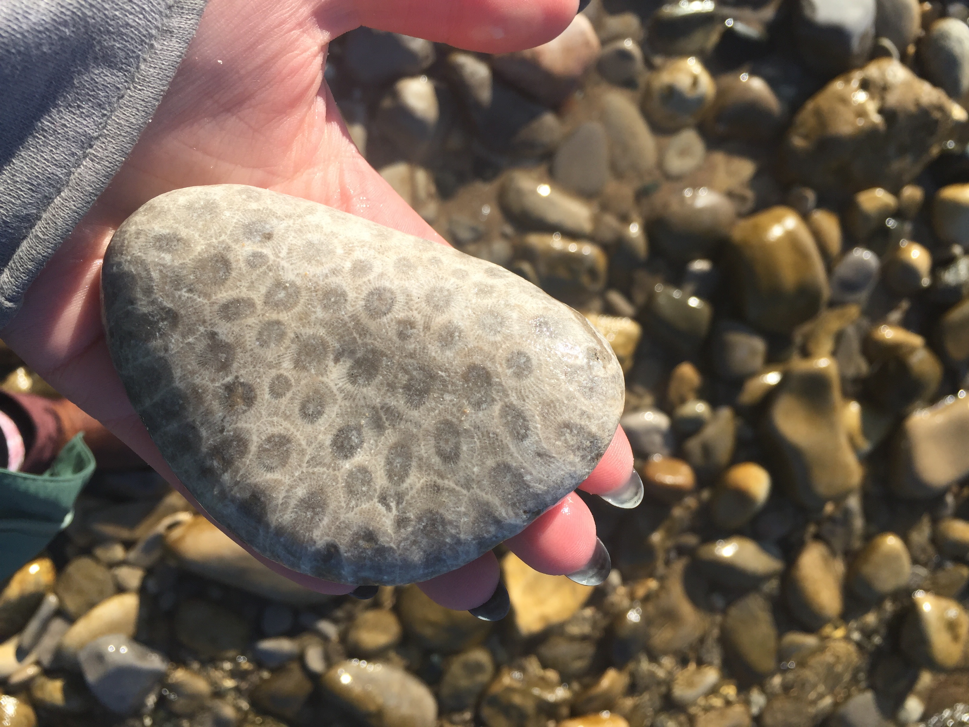 Petoskey stone found in beach. 