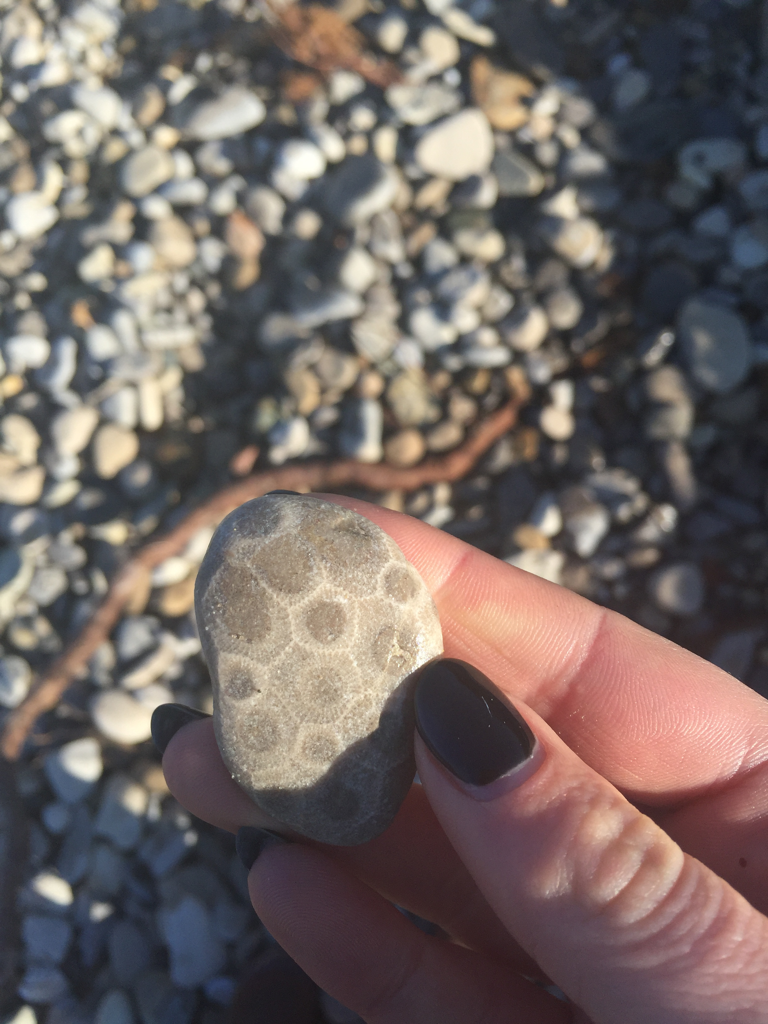 Petoskey stone found on beach. 
